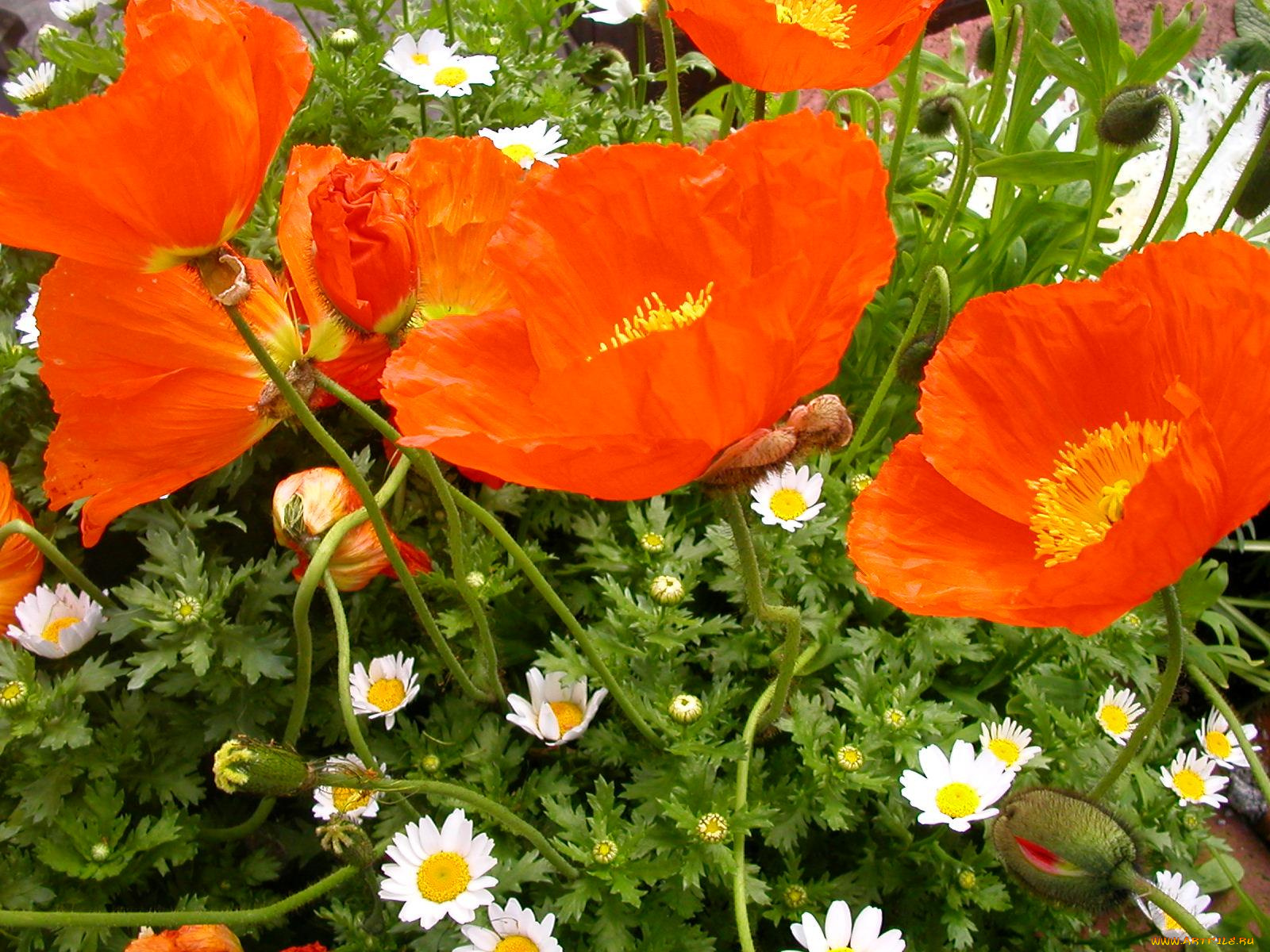 цветы, луговые, полевые