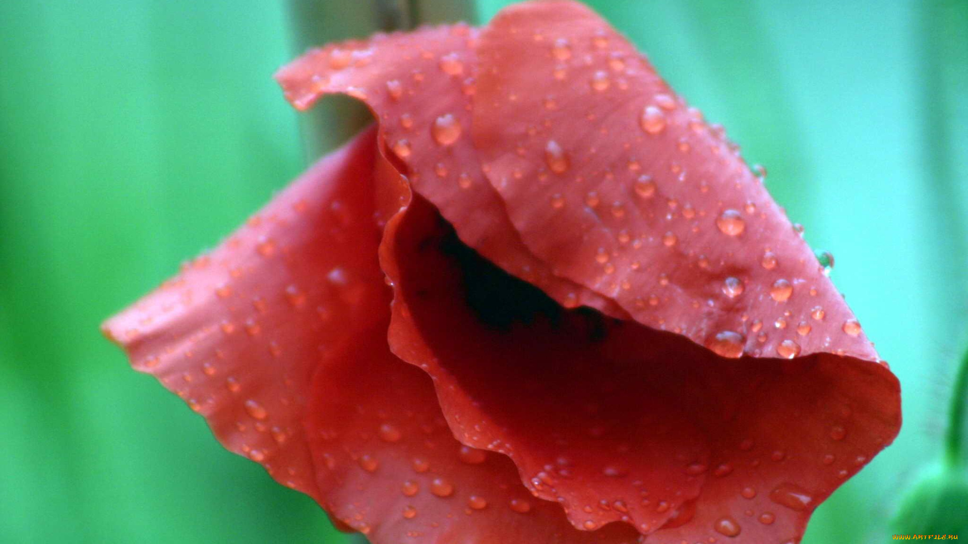 цветы, маки