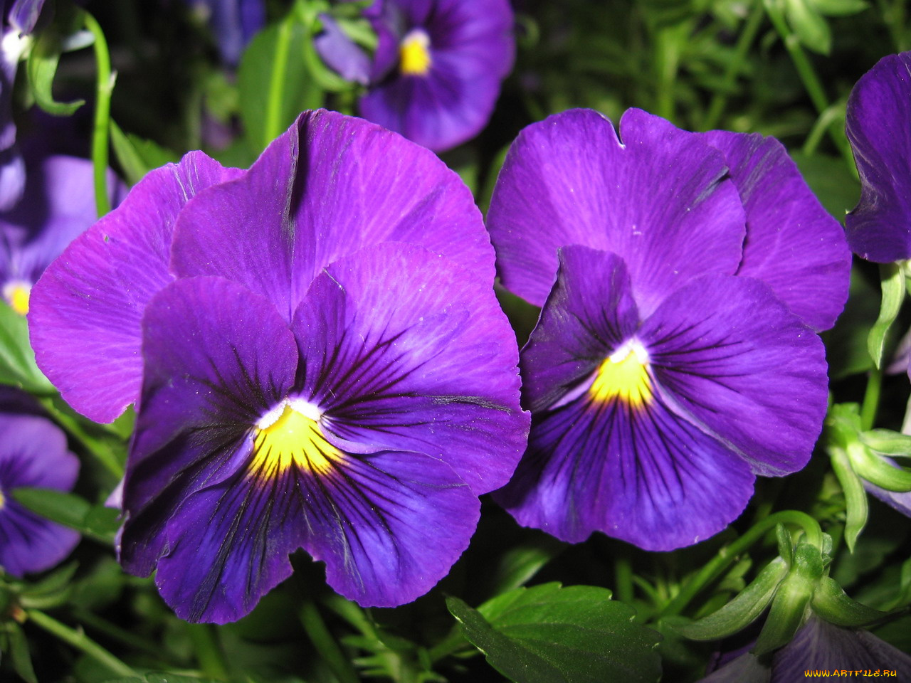 цветы, анютины, глазки, садовые, фиалки