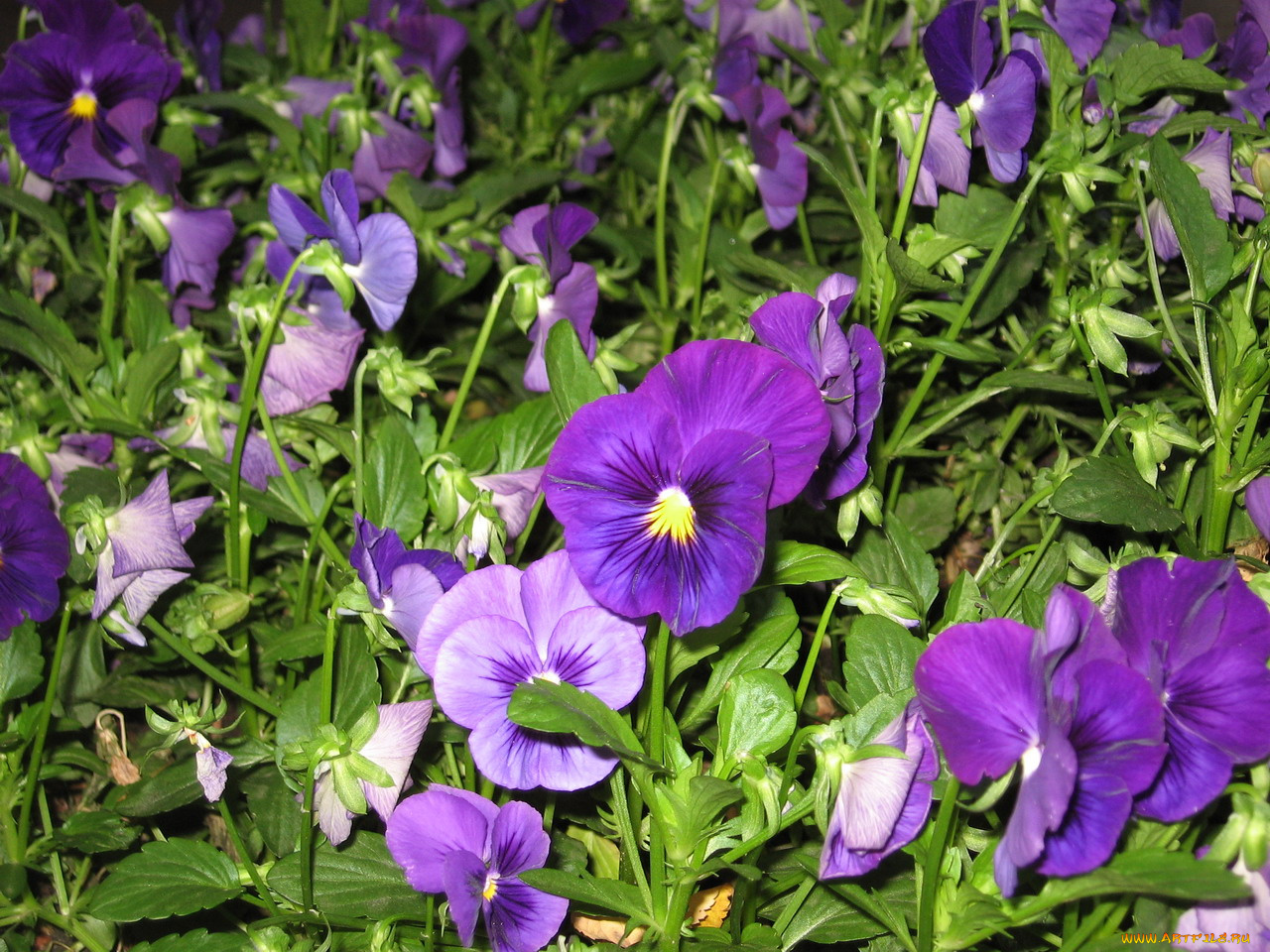 цветы, анютины, глазки, садовые, фиалки