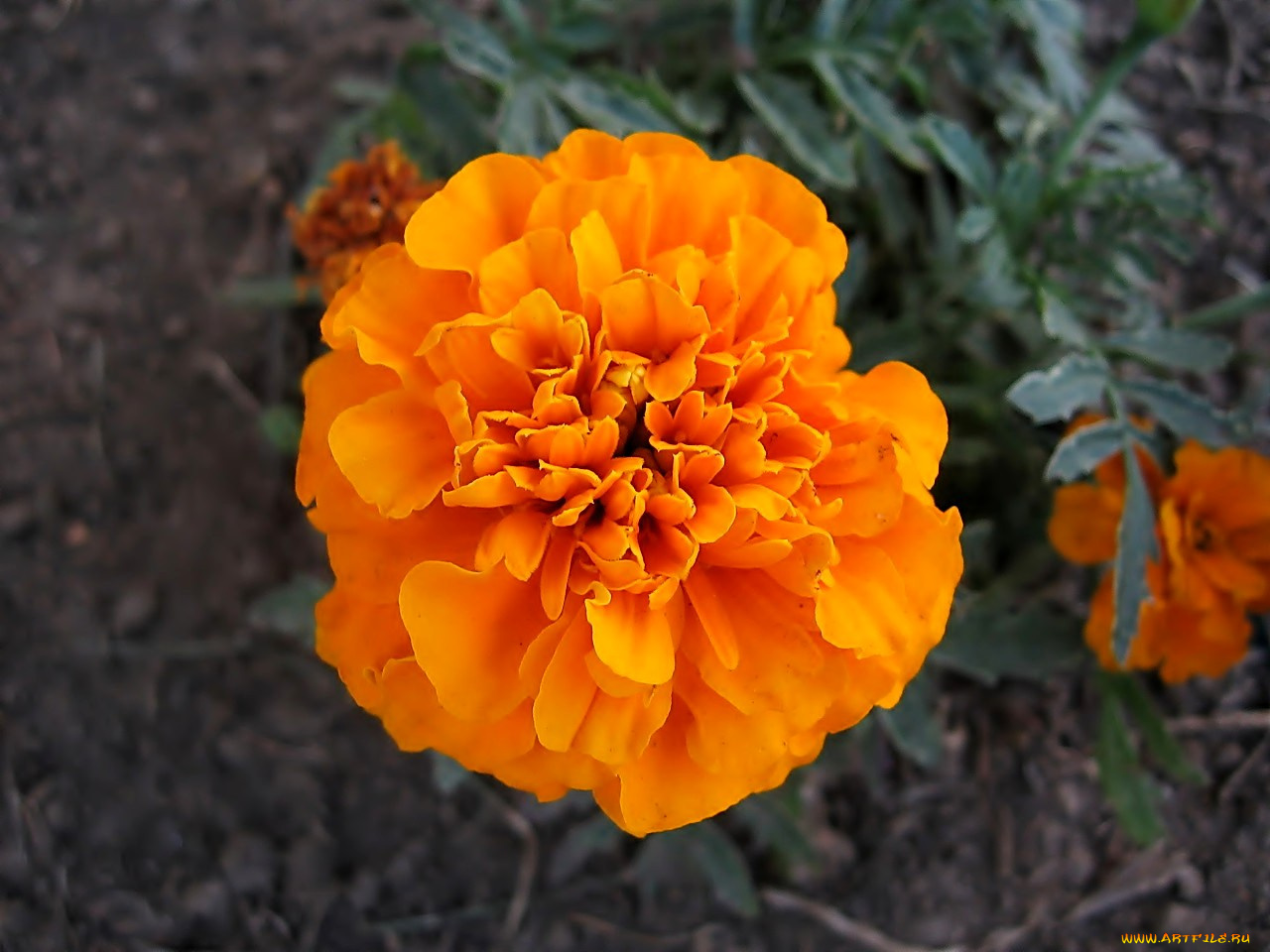 цветы, бархатцы