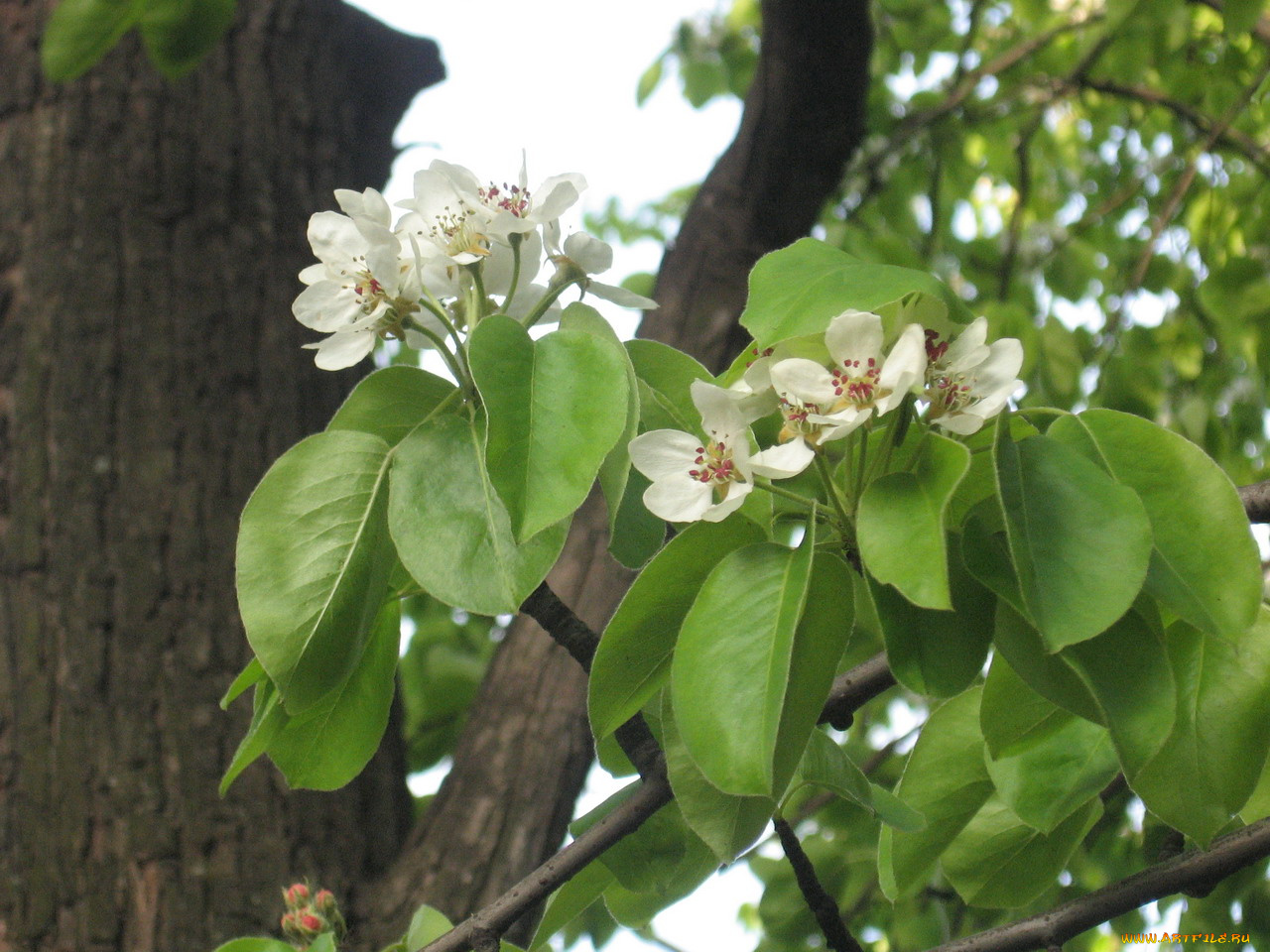 цветы, цветущие, деревья, кустарники