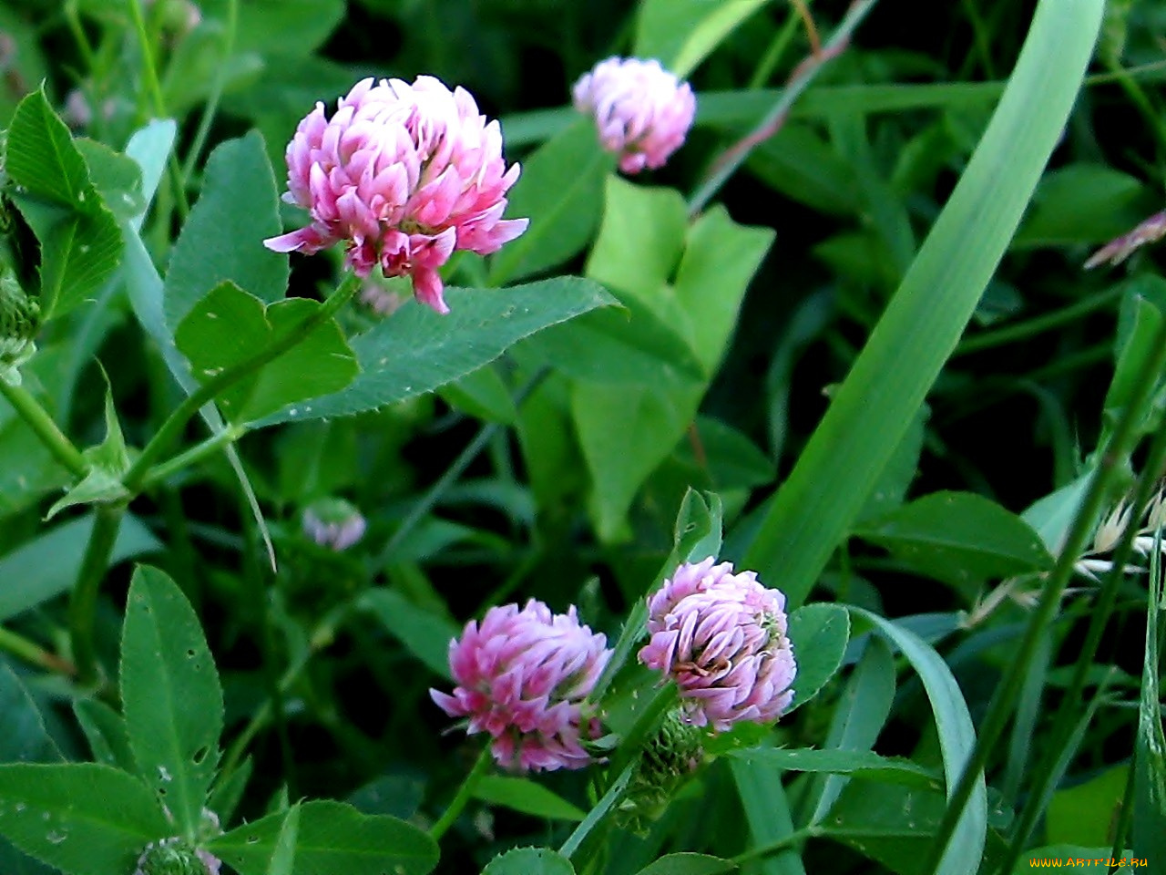 цветы, луговые, полевые