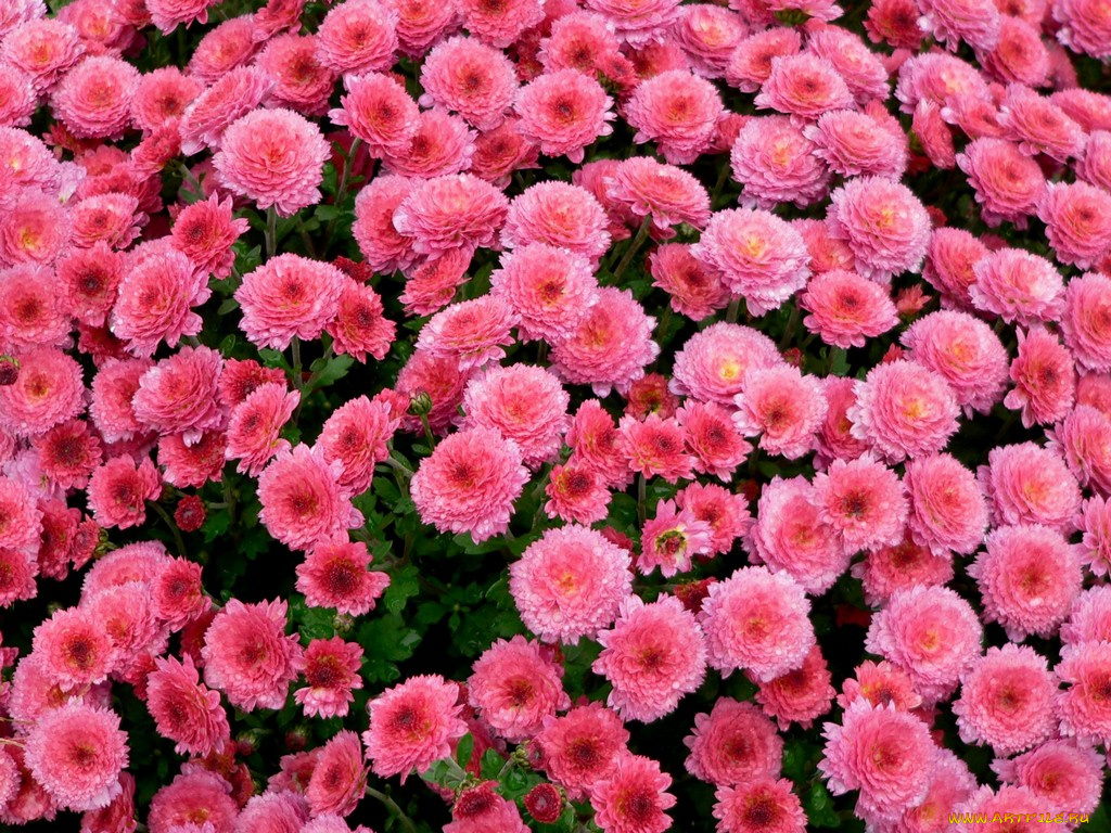 цветы, хризантемы