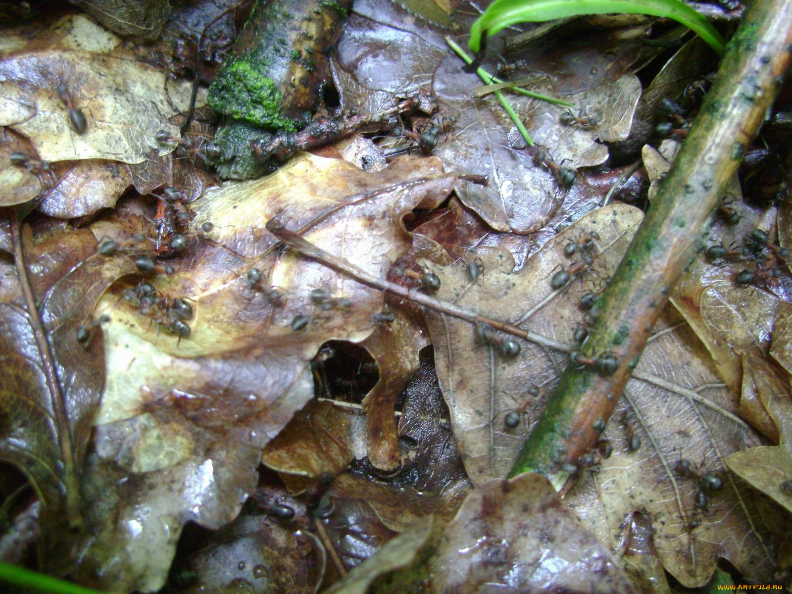 польша, подкова, лесная, животные, насекомые