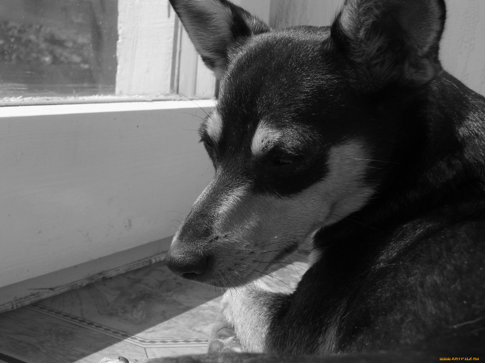 животные, собаки