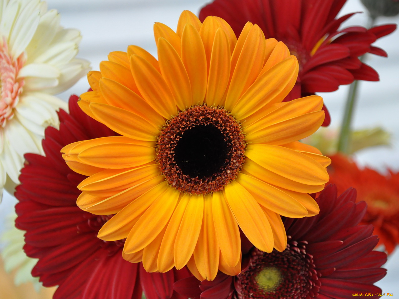 цветы, герберы