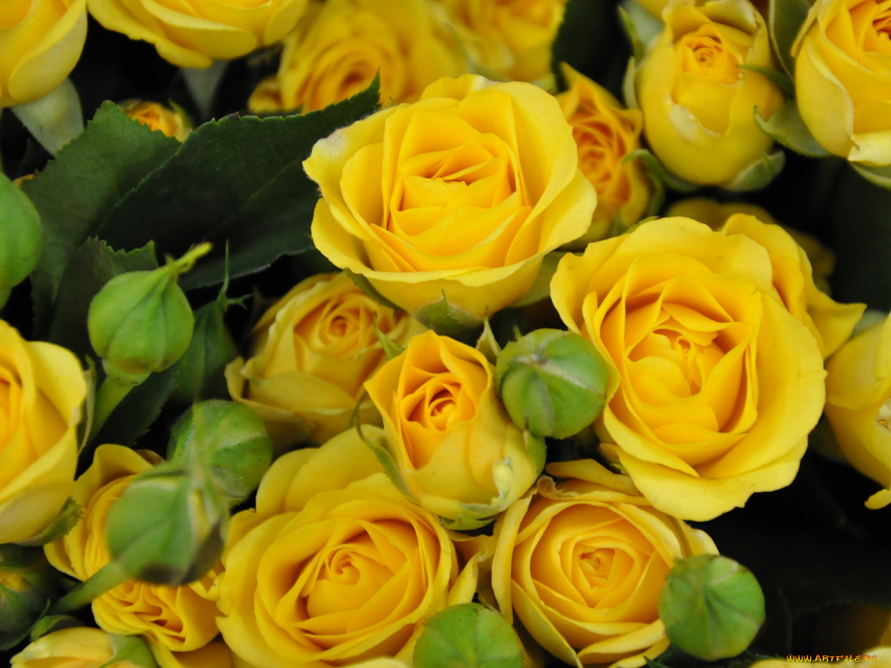 цветы, розы