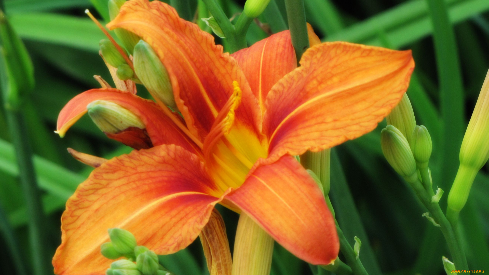 цветы, лилии, лилейники