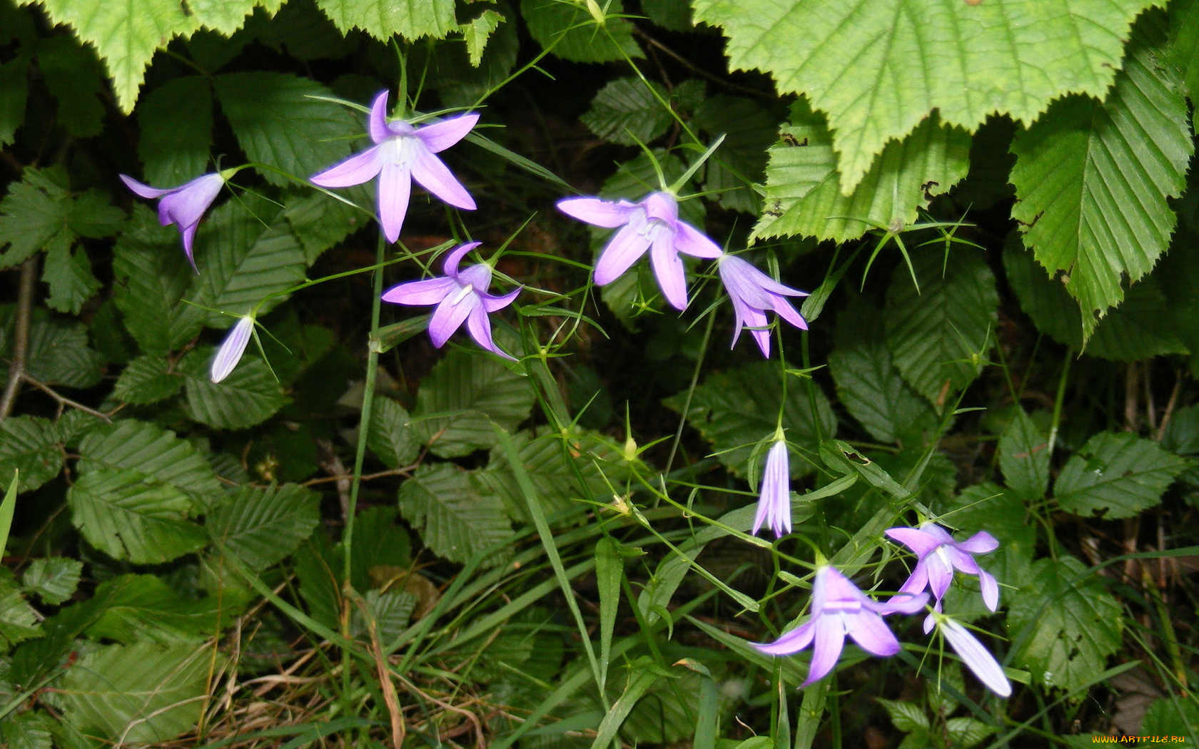 цветы, колокольчики, зеленый, фиолетовый