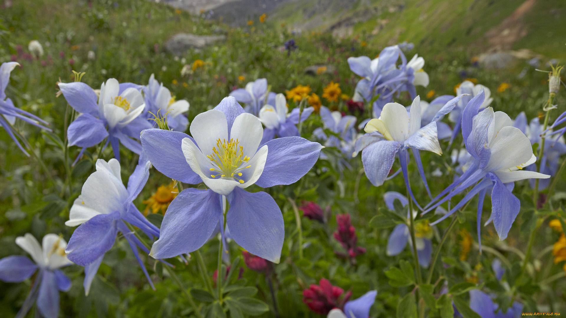 цветы, аквилегия, водосбор
