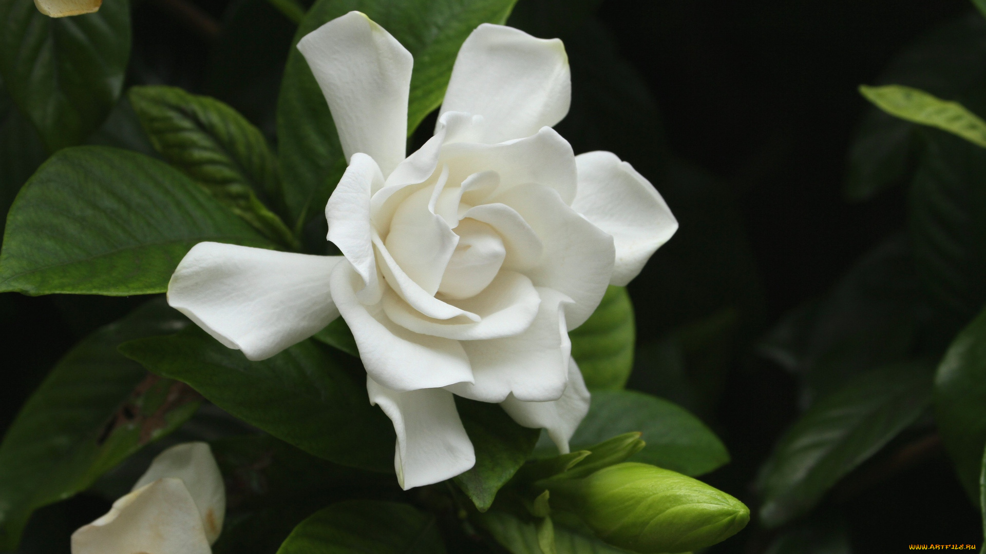 цветы, гардения