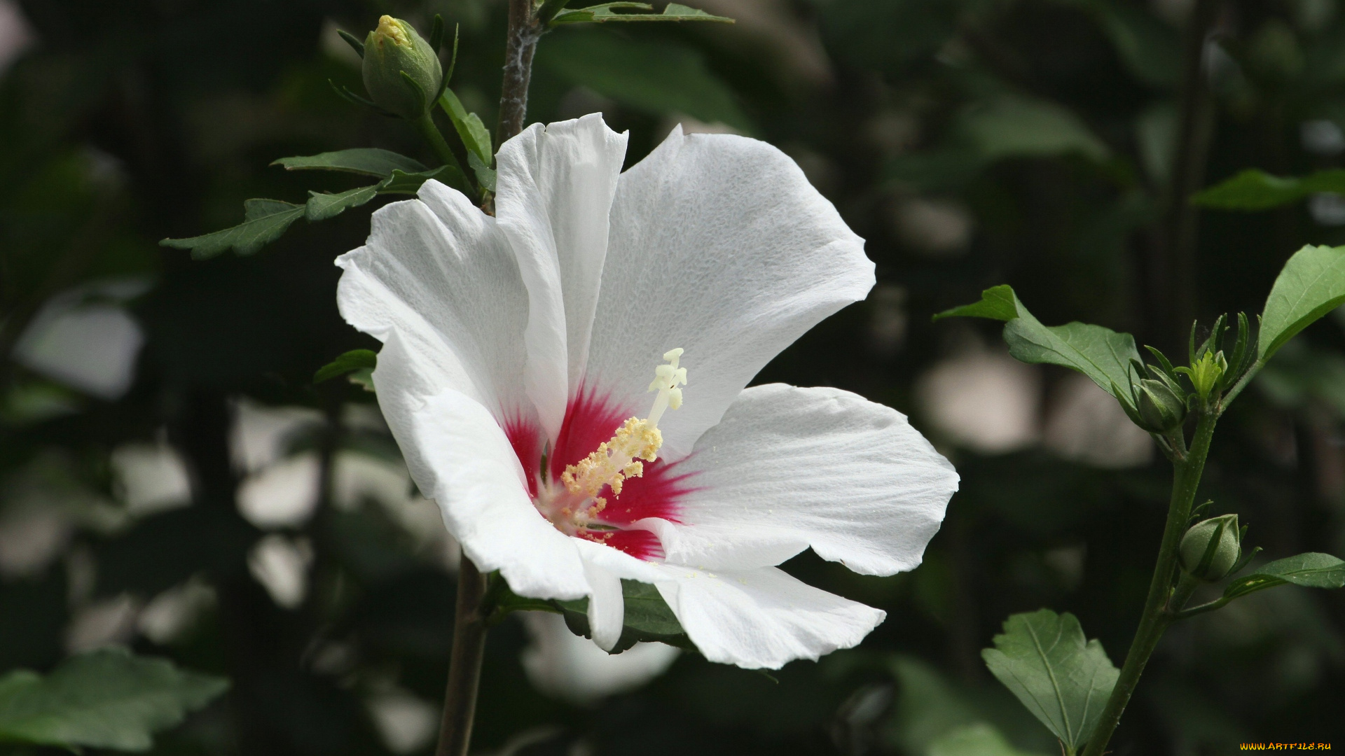 цветы, мальвы