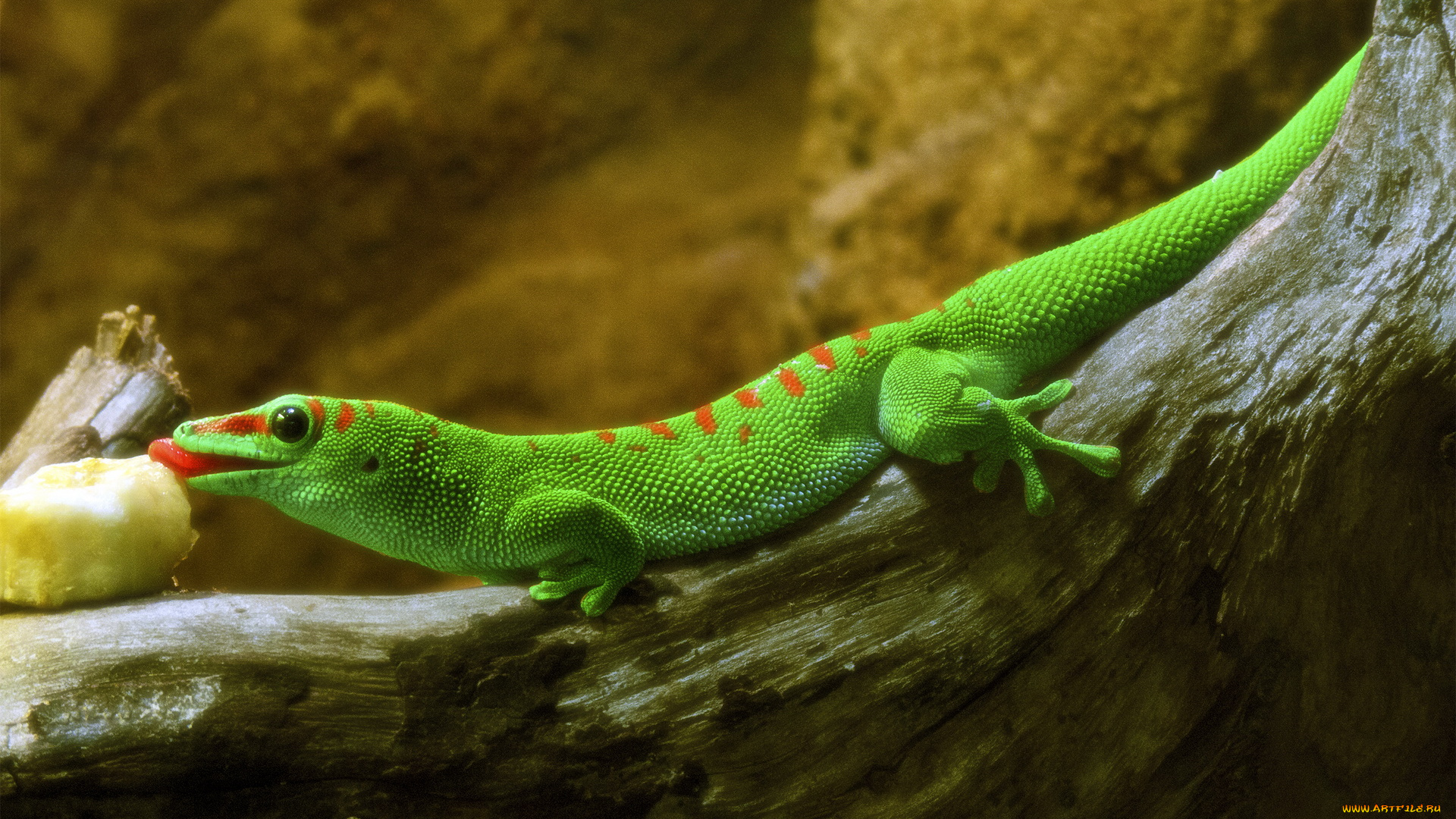 животные, Ящерицы, игуаны, вараны, ящерица, зелёная