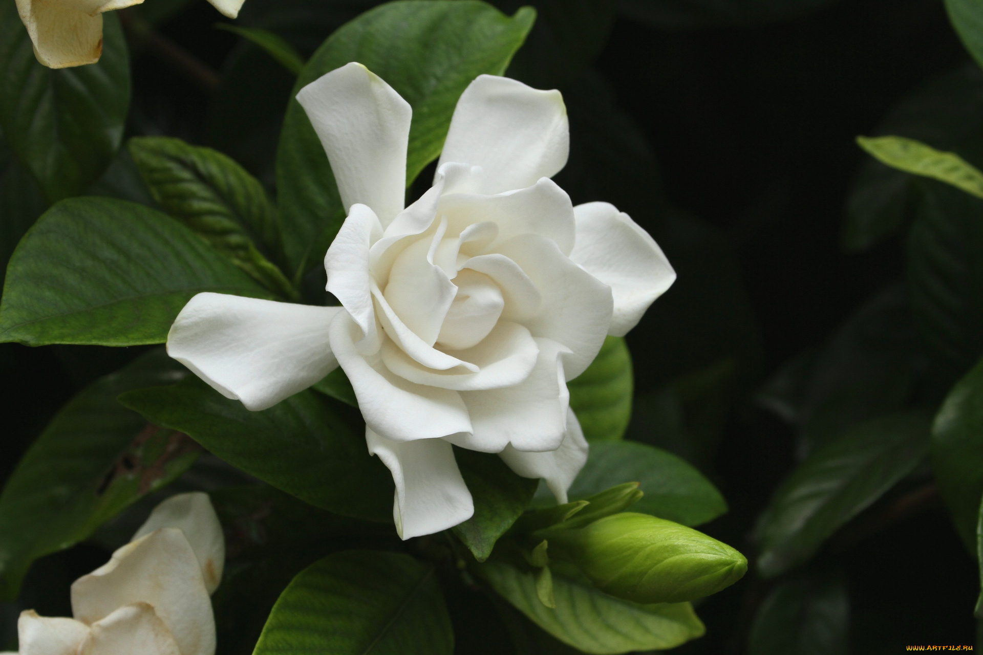 цветы, гардения