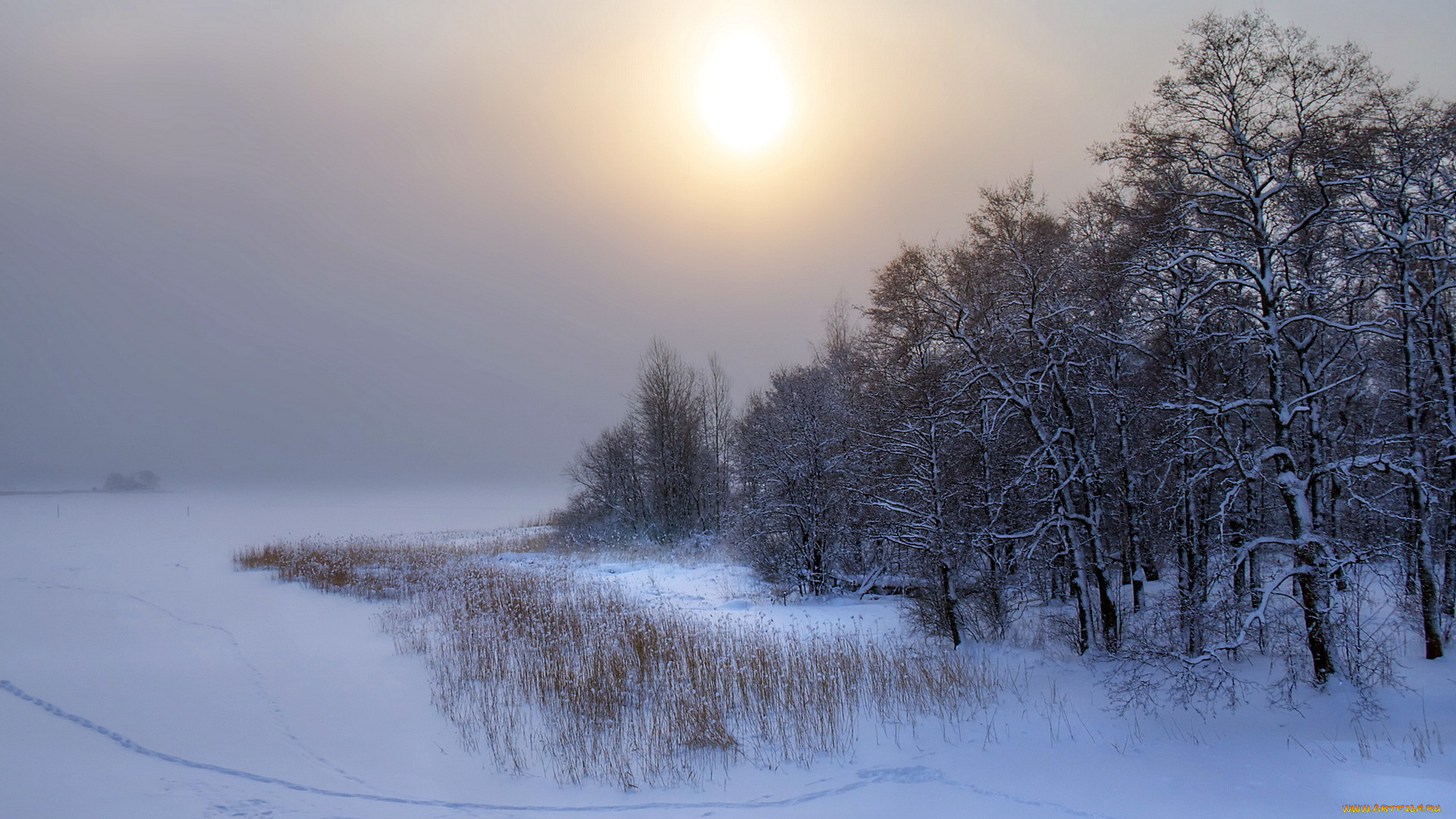 природа, зима, закат, снег, деревья