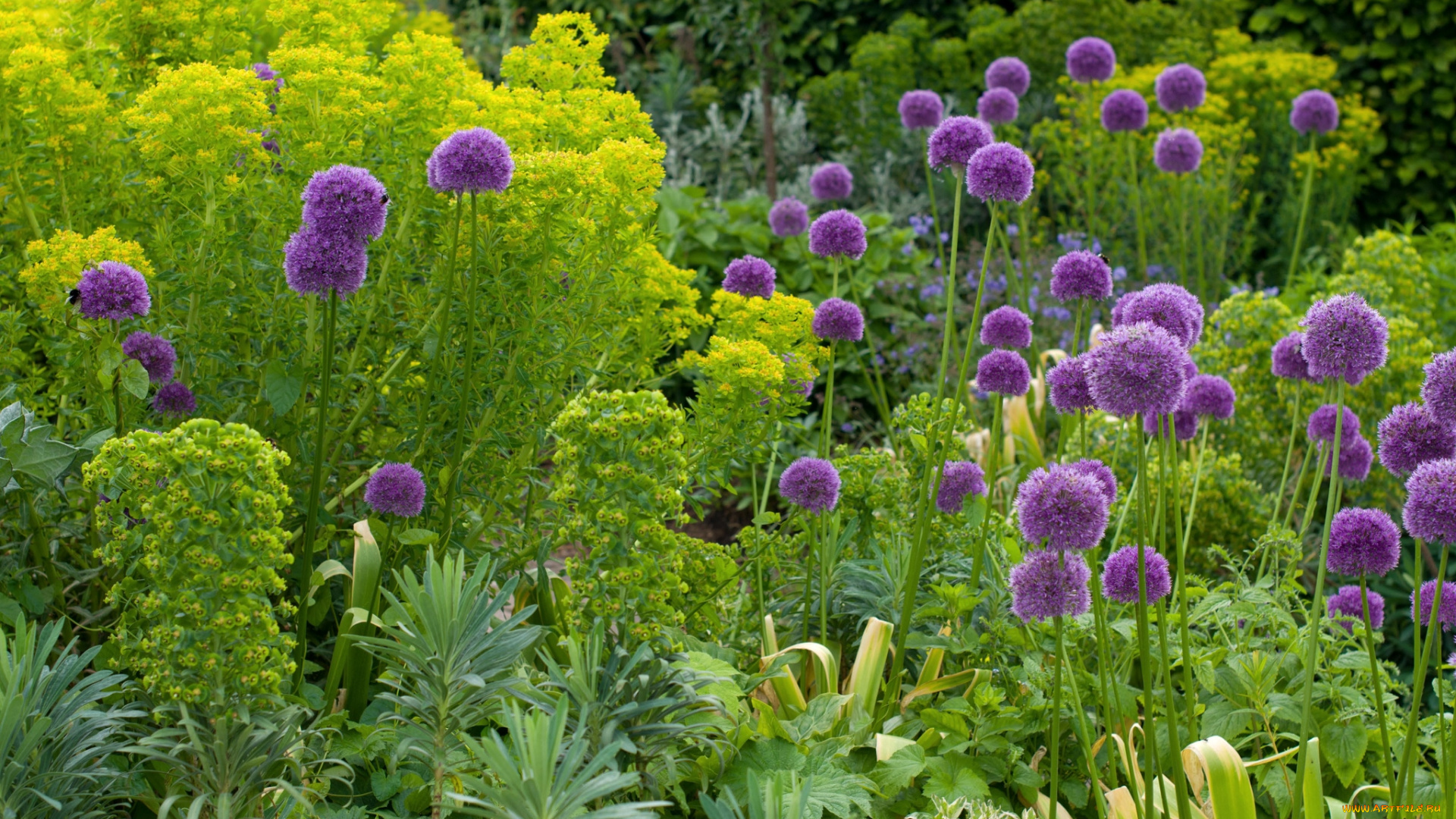 цветы, аллиум, декоративный, лук, шары