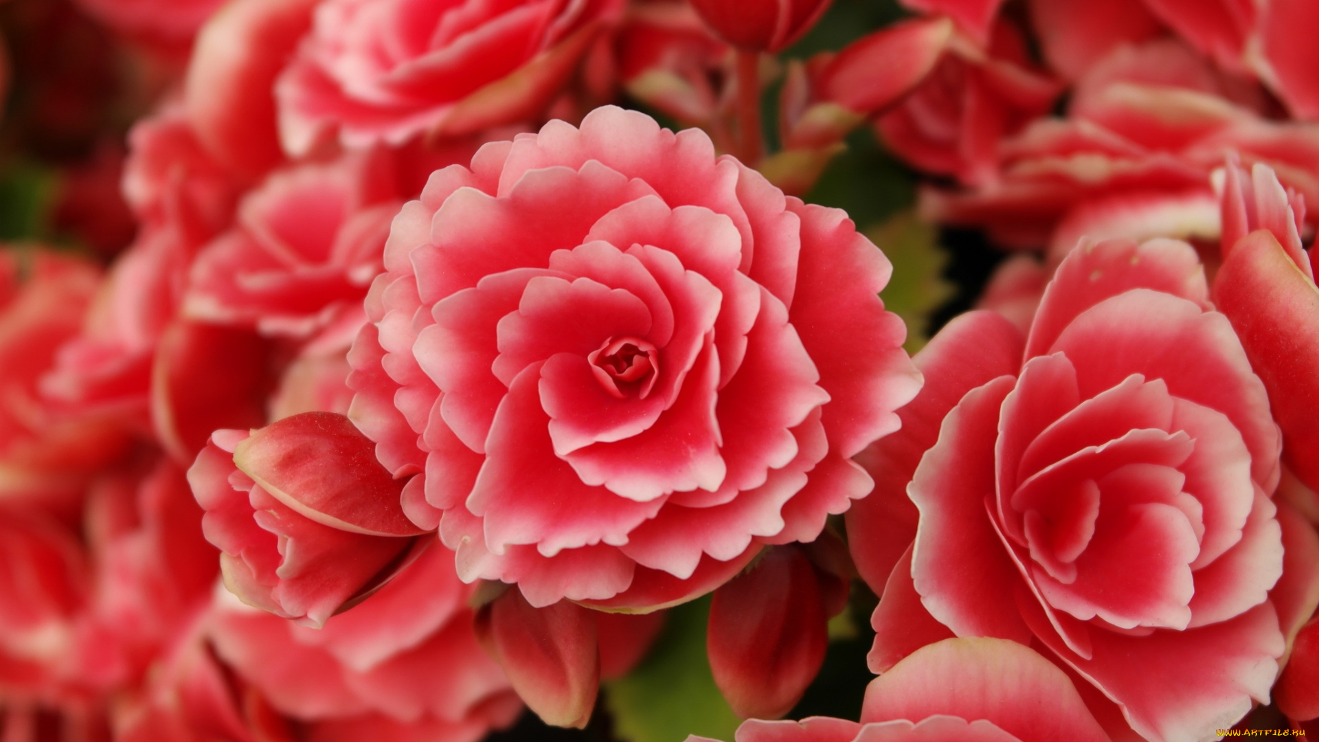 цветы, бегония, красный