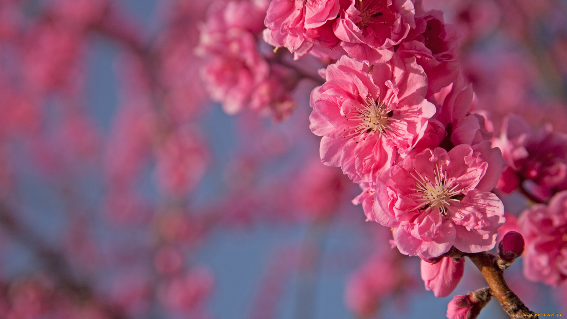 цветы, цветущие, деревья, кустарники, розовый, слива