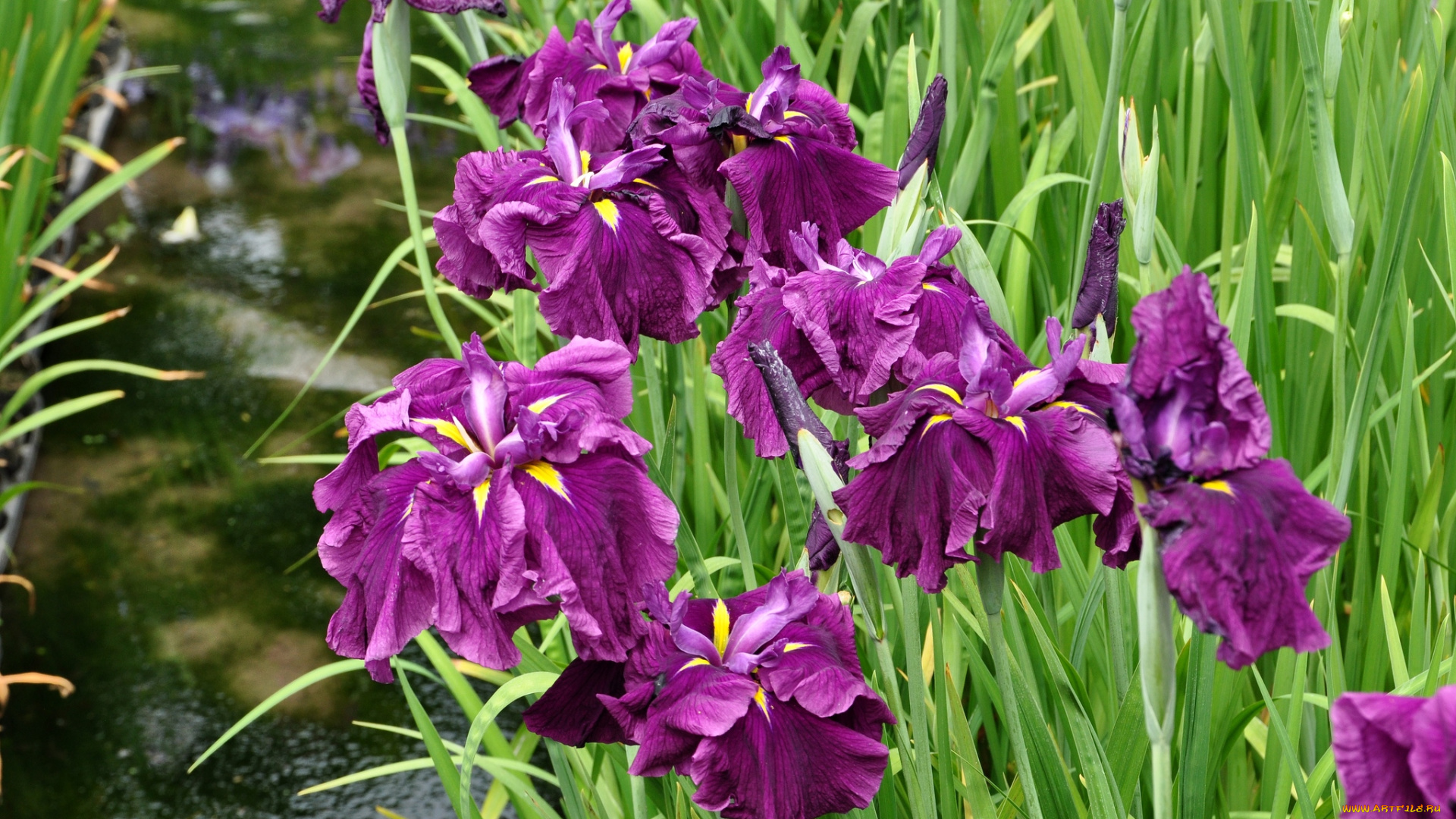цветы, ирисы, лиловый