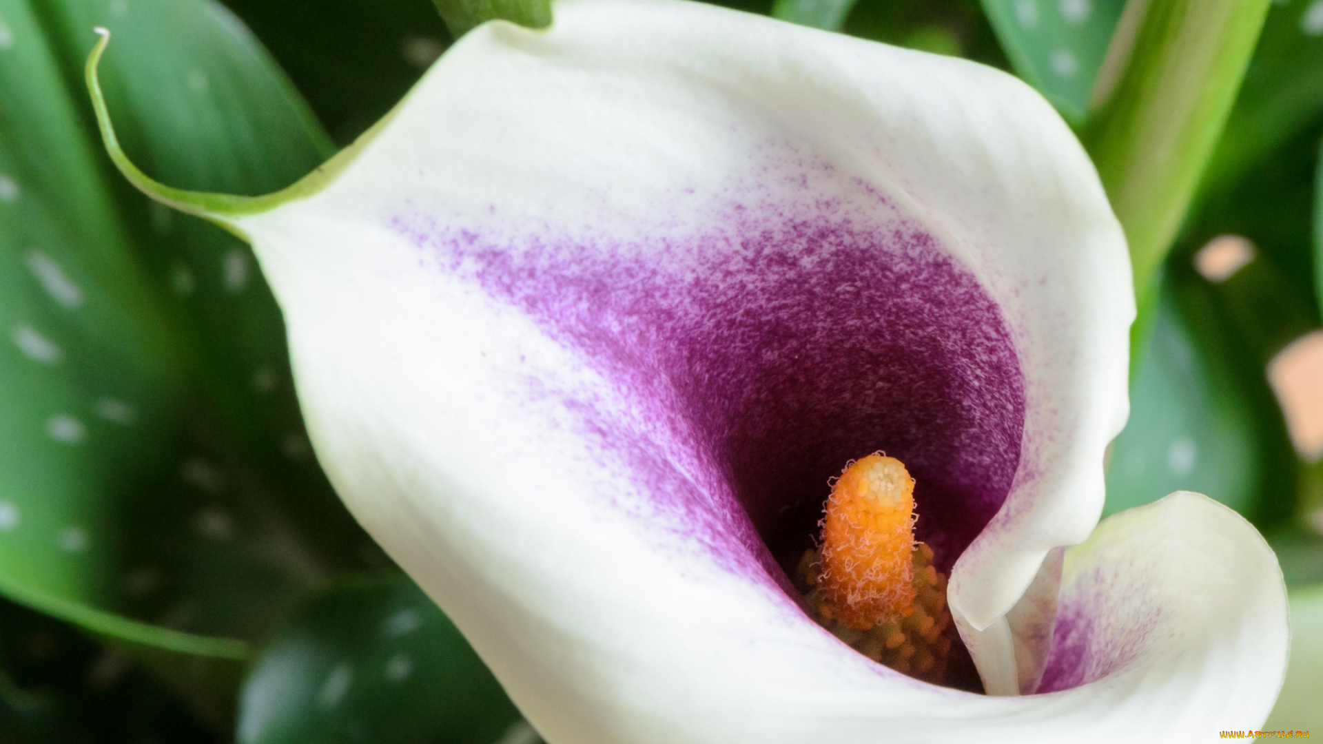 цветы, каллы, макро