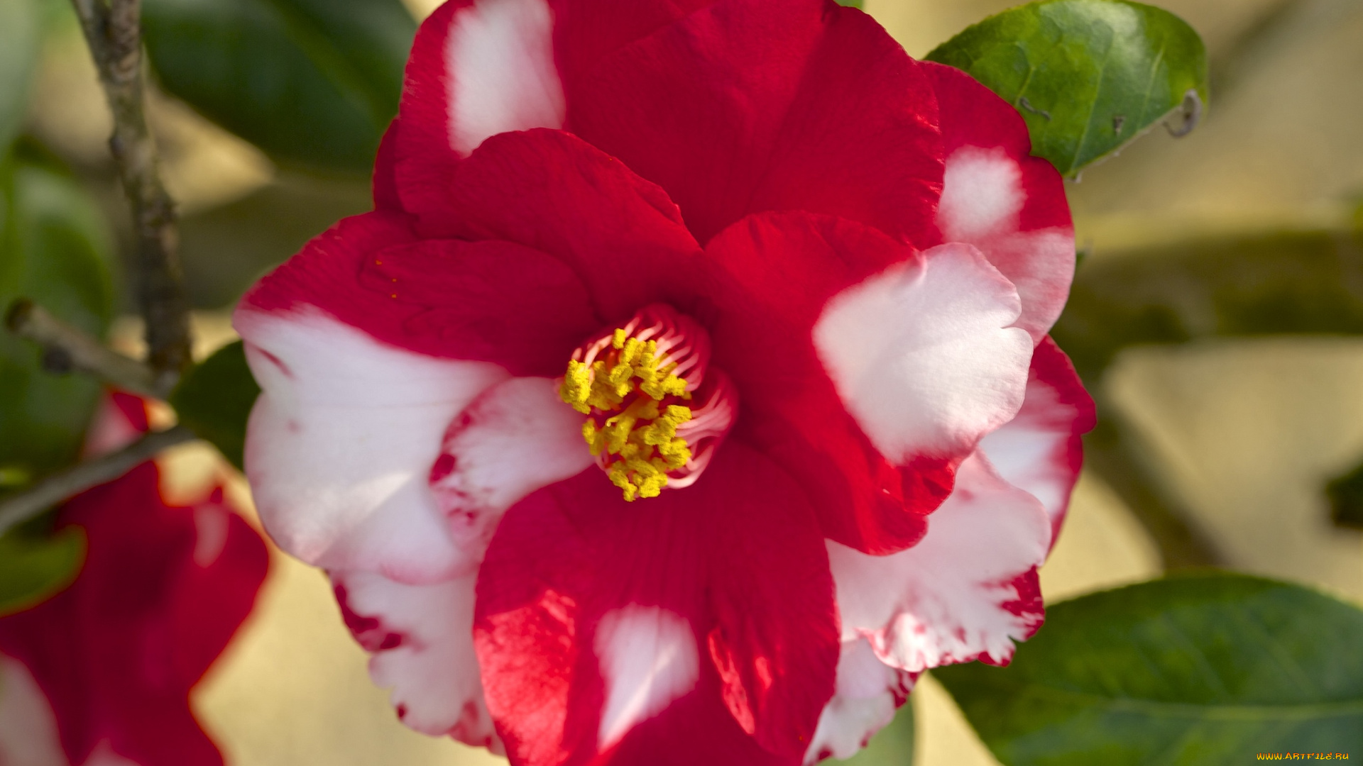 цветы, камелии, пестрый
