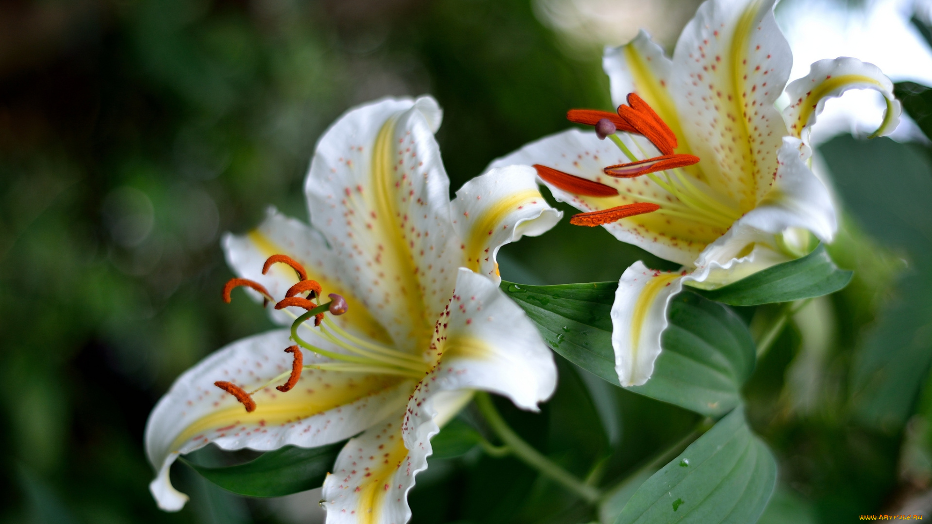 цветы, лилии, лилейники, макро, лепестки