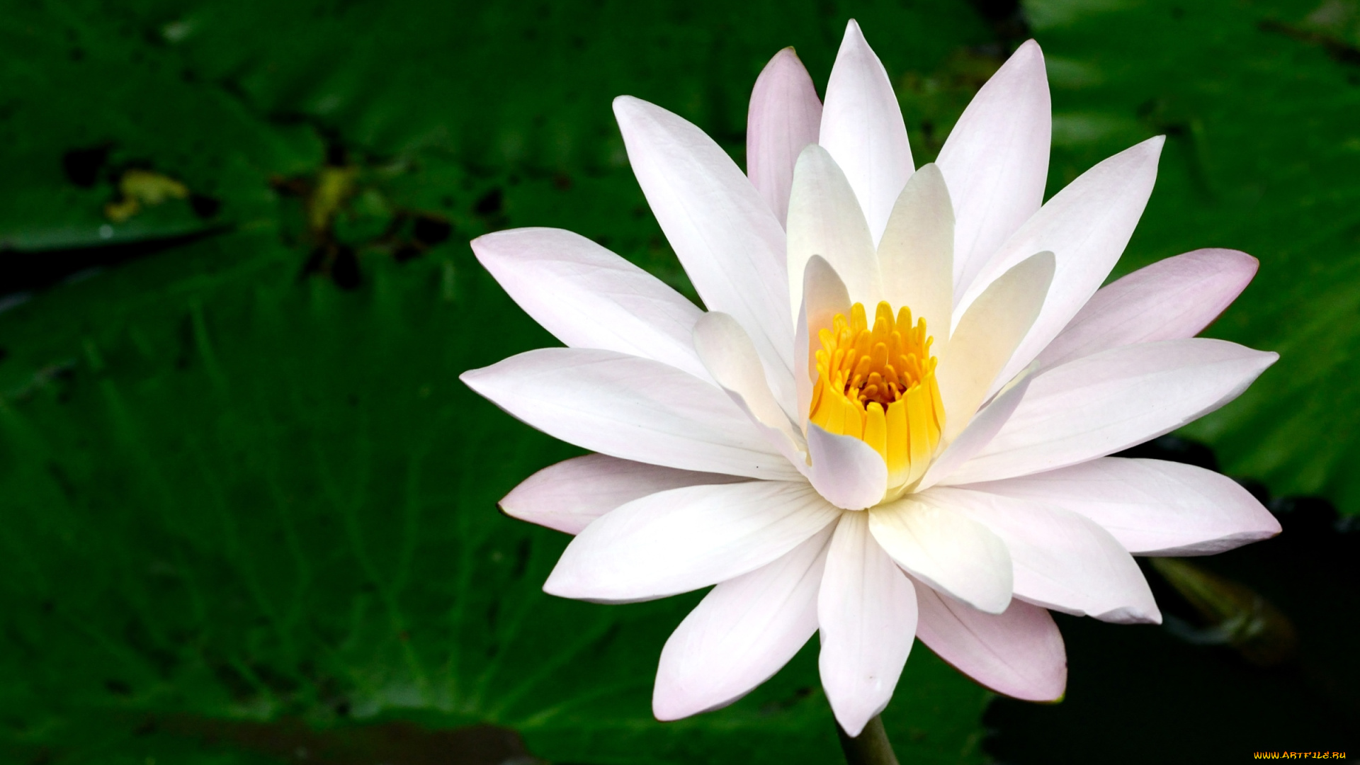 цветы, лилии, водяные, нимфеи, кувшинки, нимфея