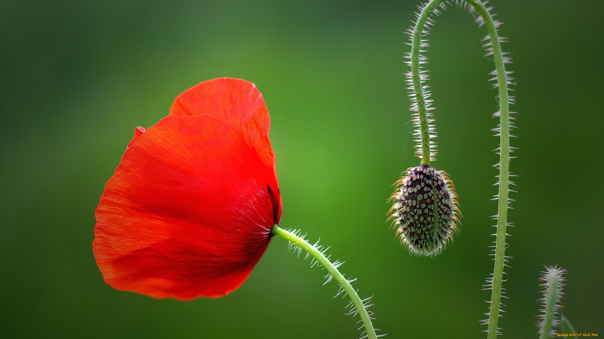цветы, маки, макро, бутон