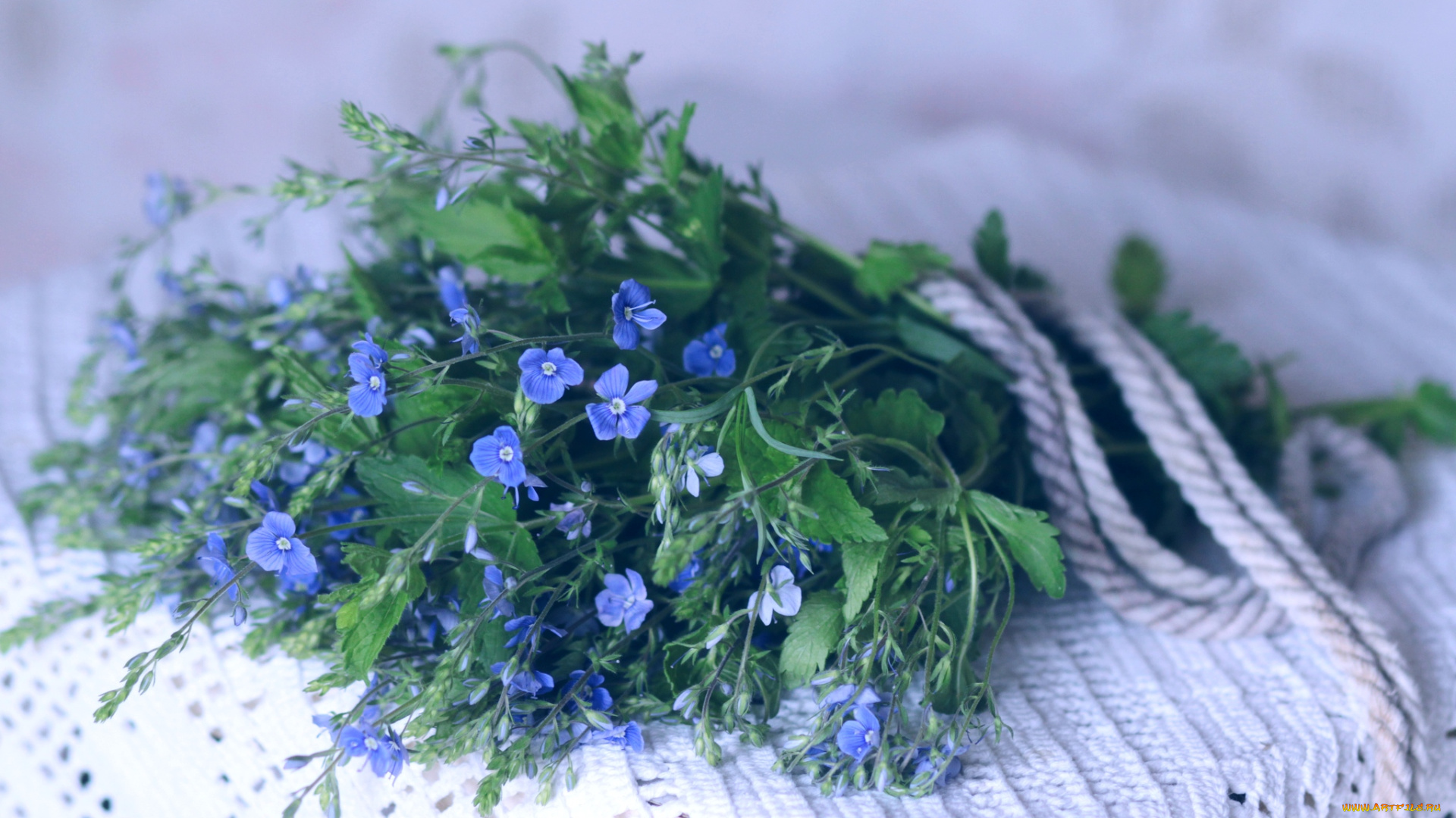 цветы, немофилы, вероники, букетик