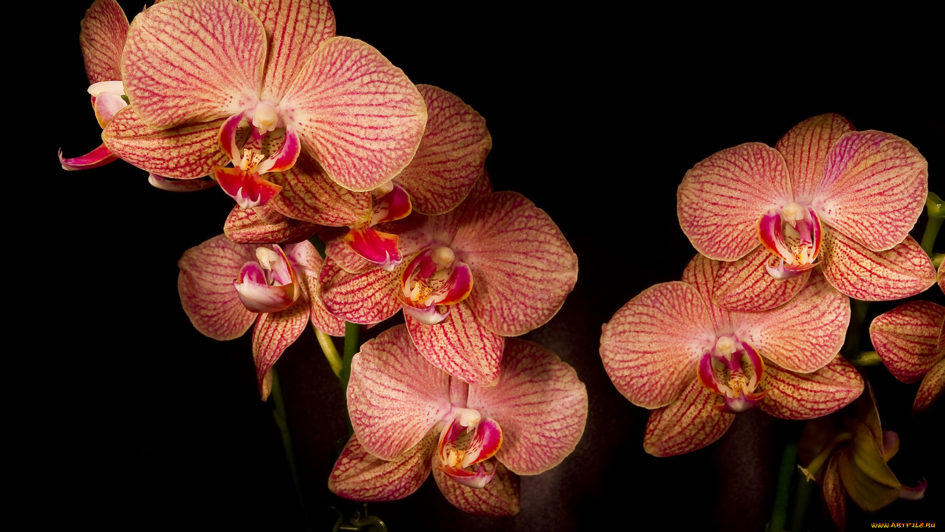 цветы, орхидеи, оранжевый, ветки