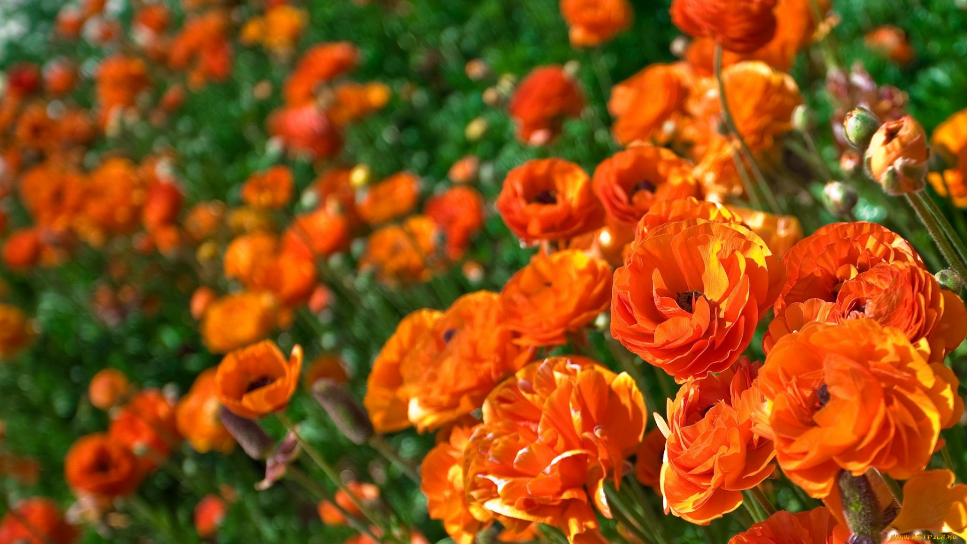 цветы, ранункулюс, азиатский, лютик, оранжевый