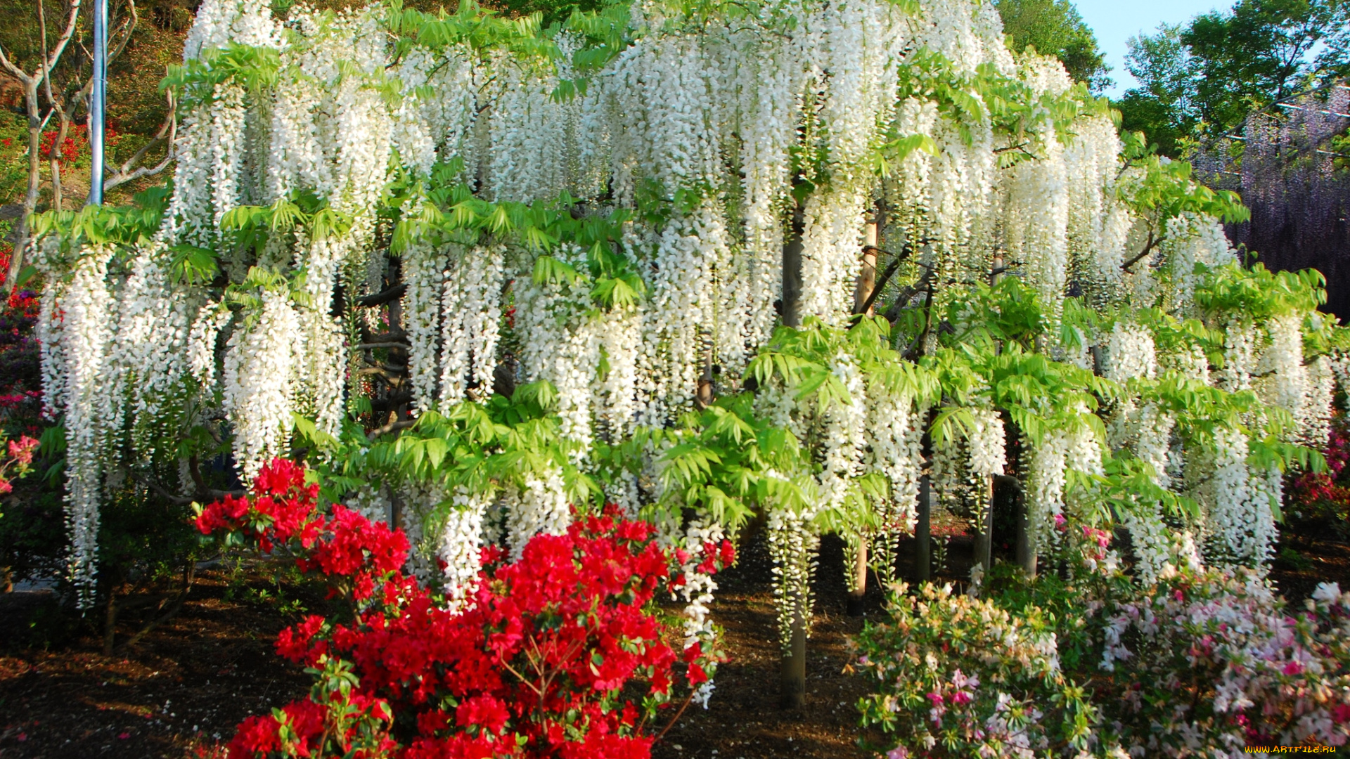 цветы, разные, вместе, глициния, азалия