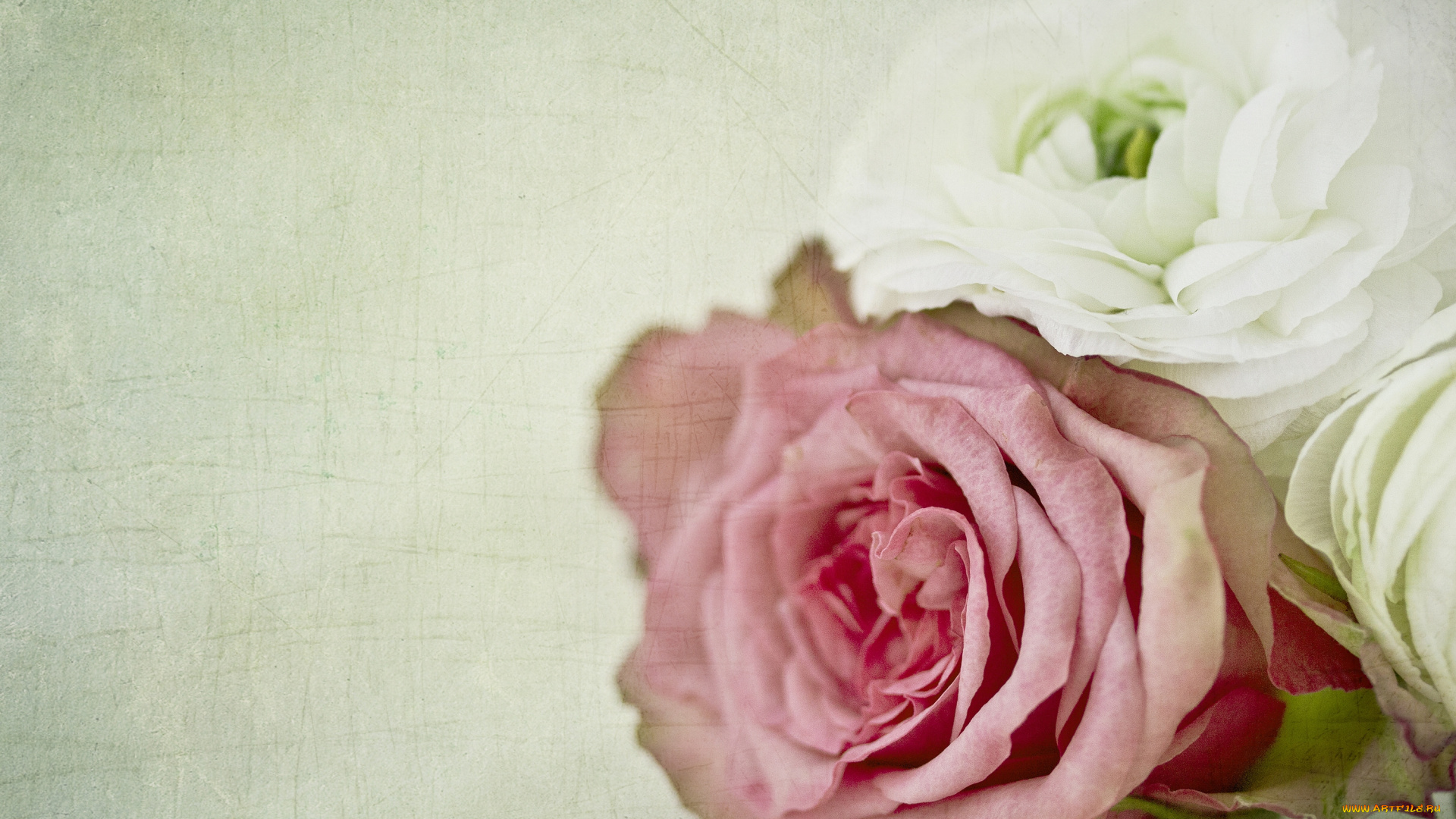 цветы, разные, вместе, текстура, макро, роза, ранункулюс, бутоны