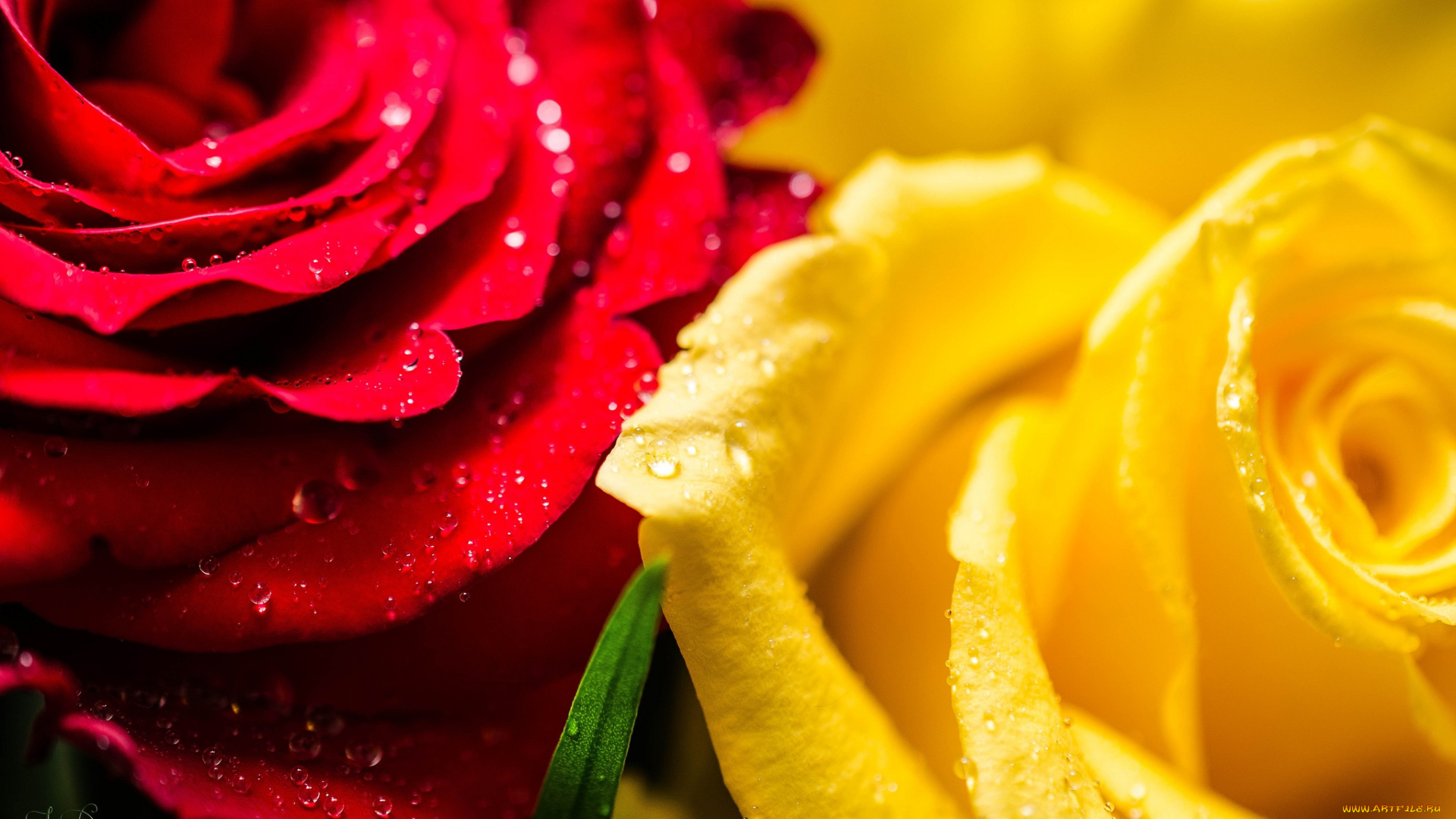 цветы, розы, красный, желтый, капли, макро