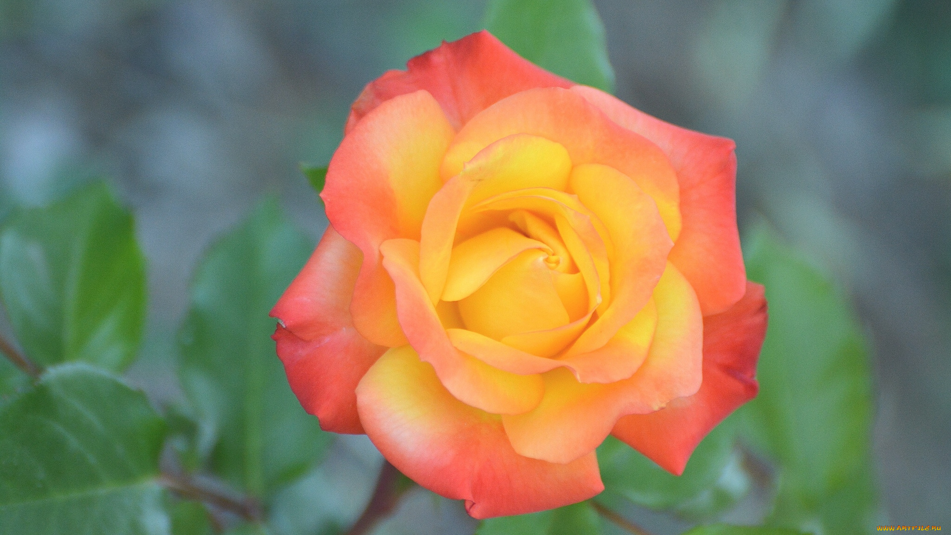 цветы, розы, макро, бутон