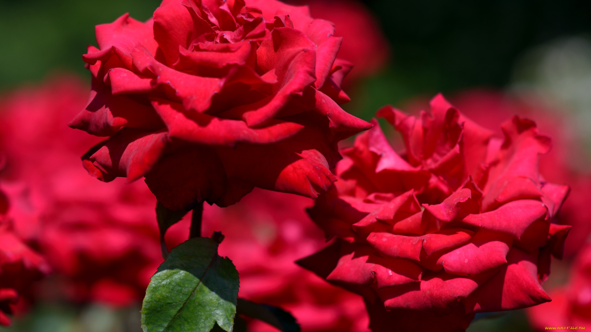 цветы, розы, роскошь, красный