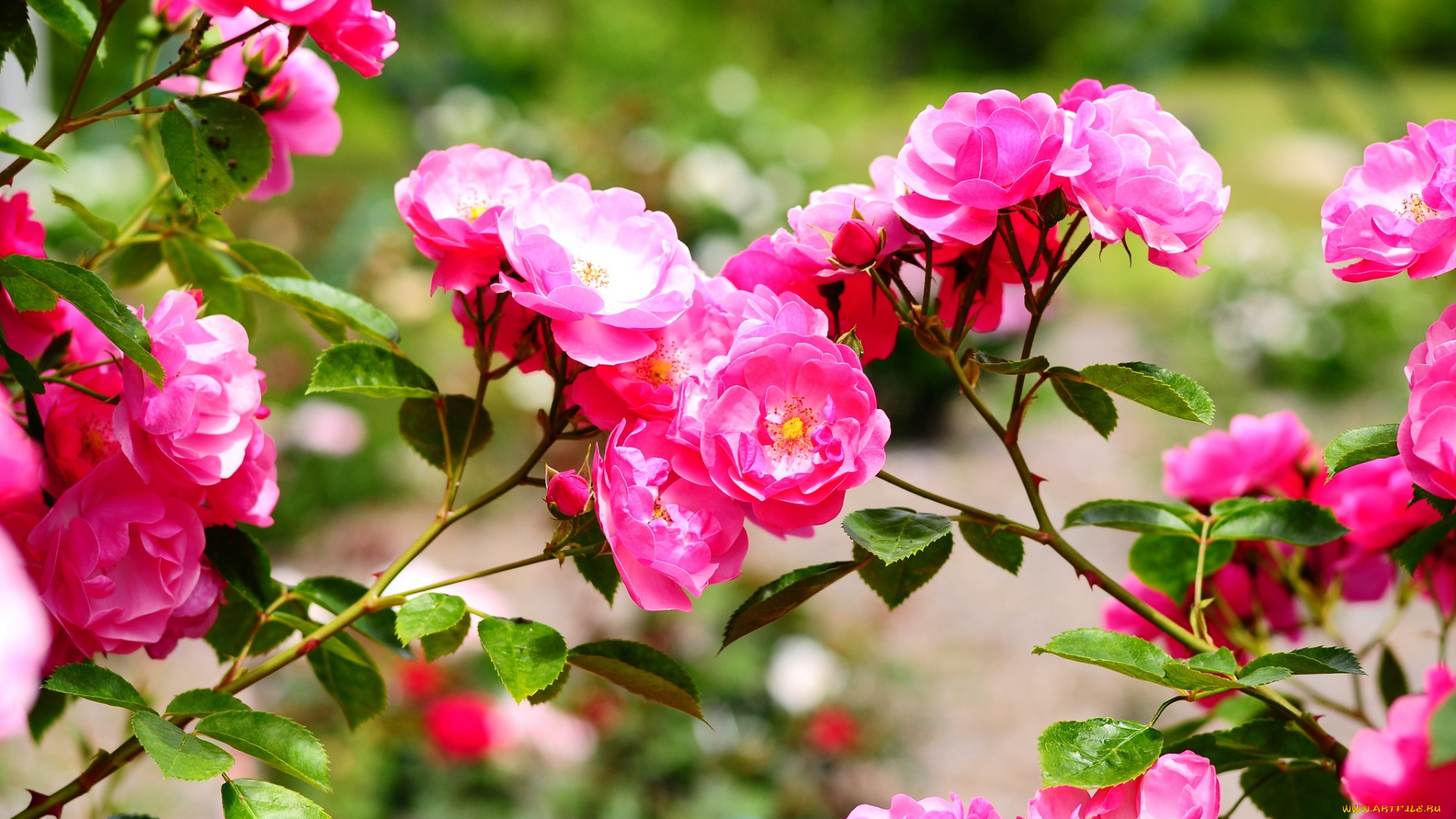 цветы, розы, розовый, ветки