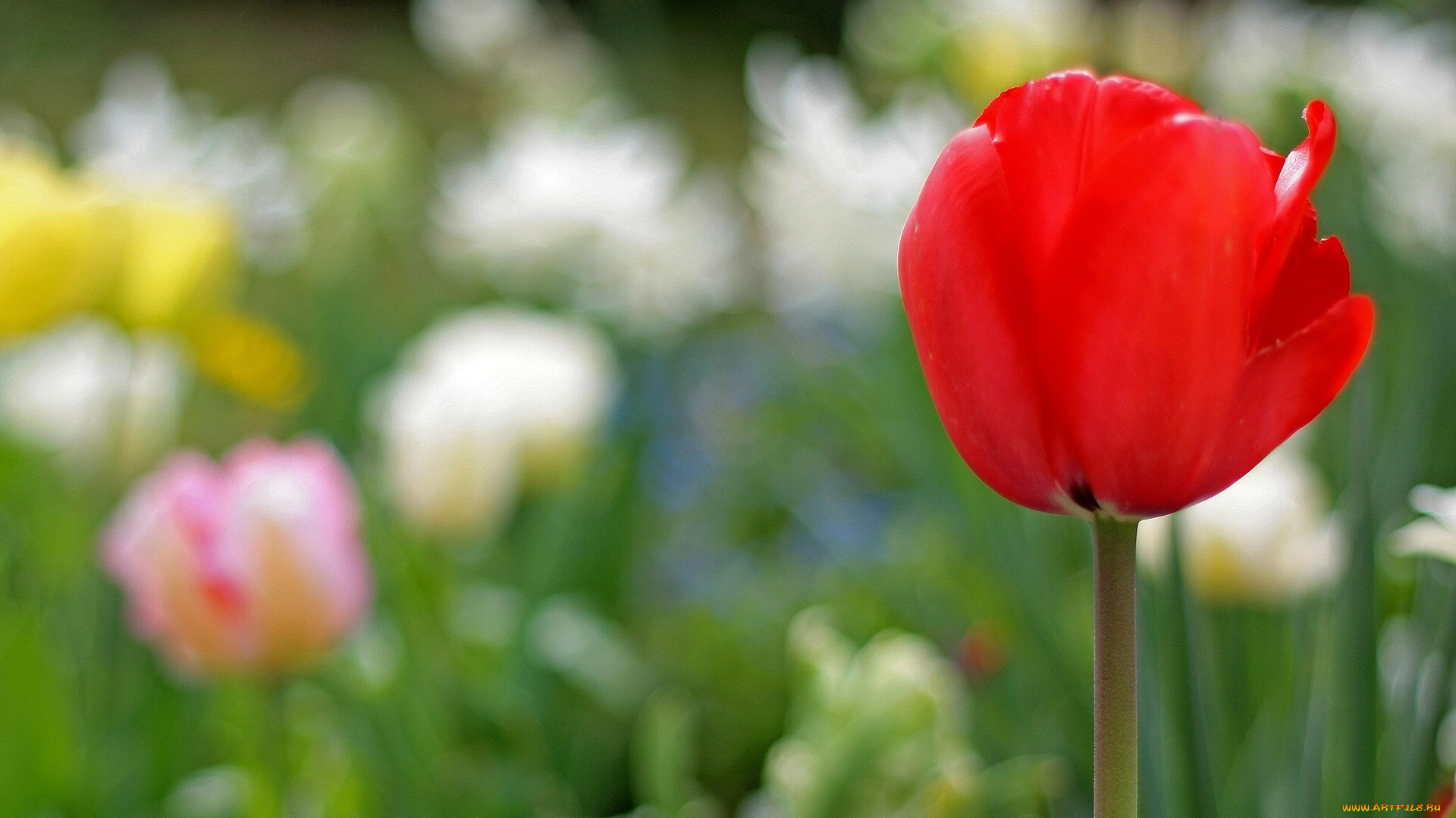цветы, тюльпаны, бутон, боке