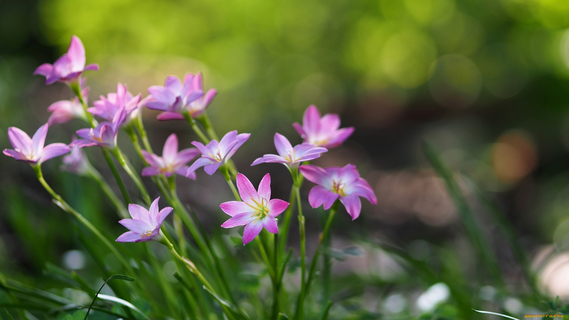 цветы, зефирантесы, розовый, милый