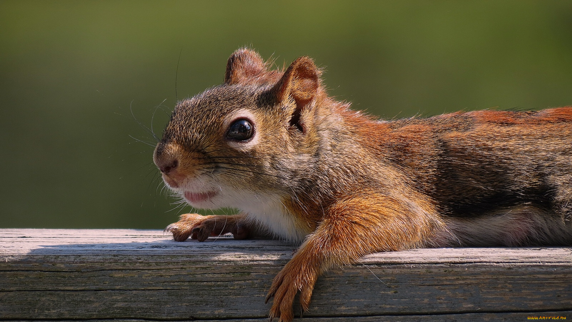 животные, белки, рыжая, солнечные, ванны