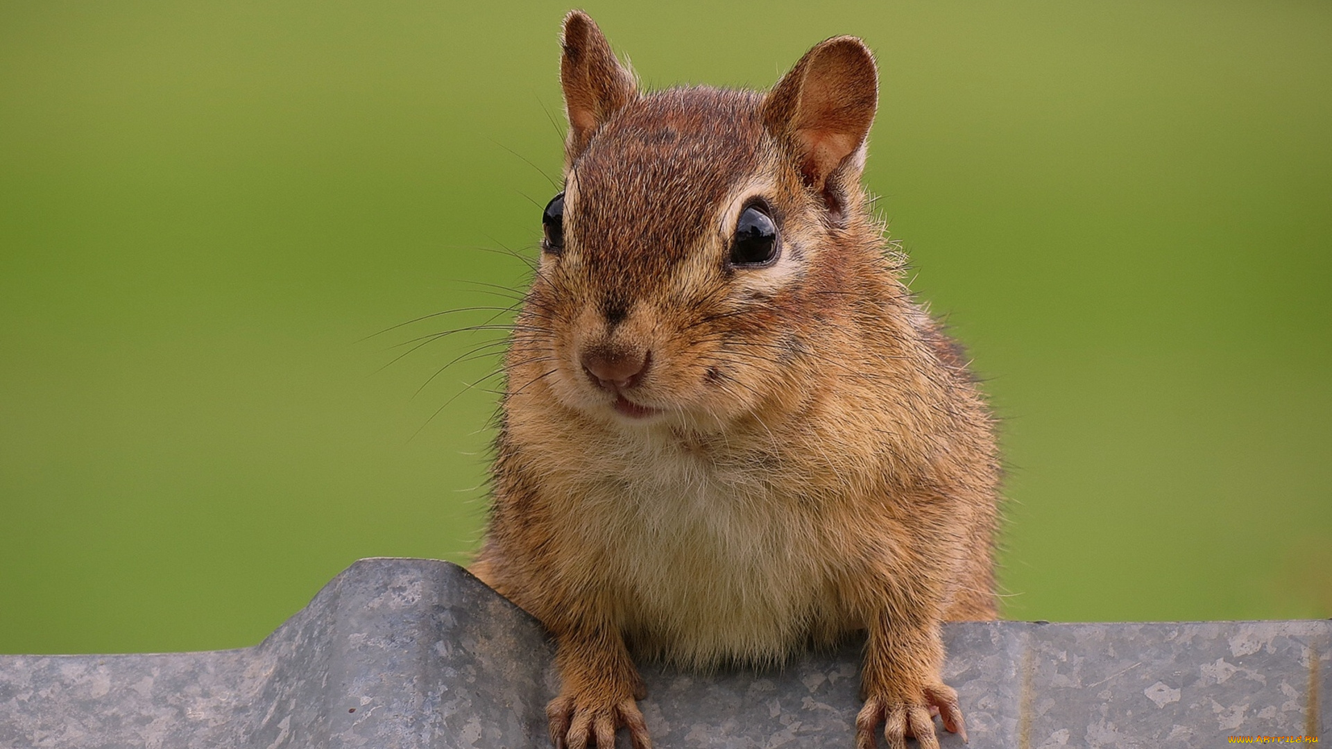 животные, бурундуки, любопытный