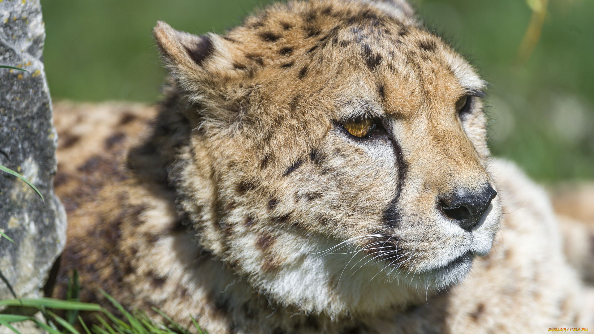 животные, гепарды, кошка