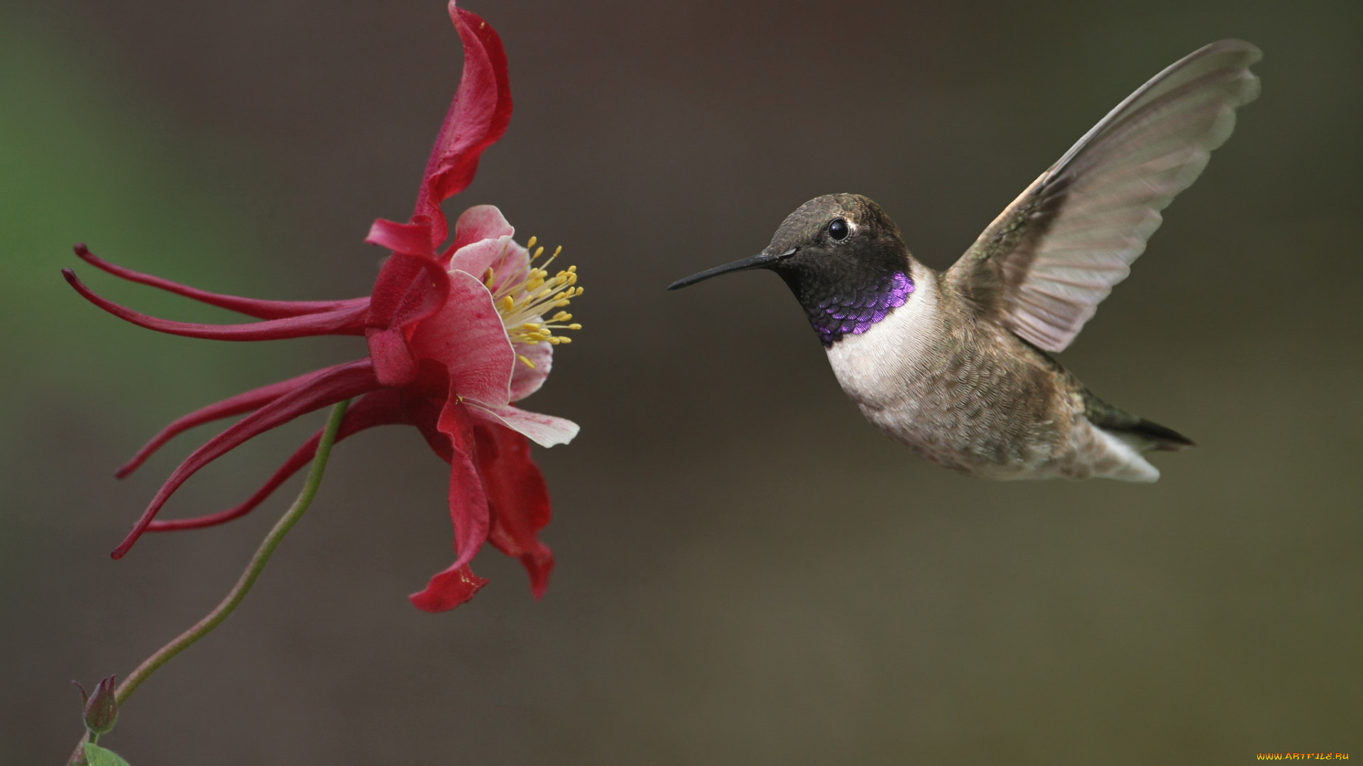 животные, колибри, аквилегия, кроха, полет
