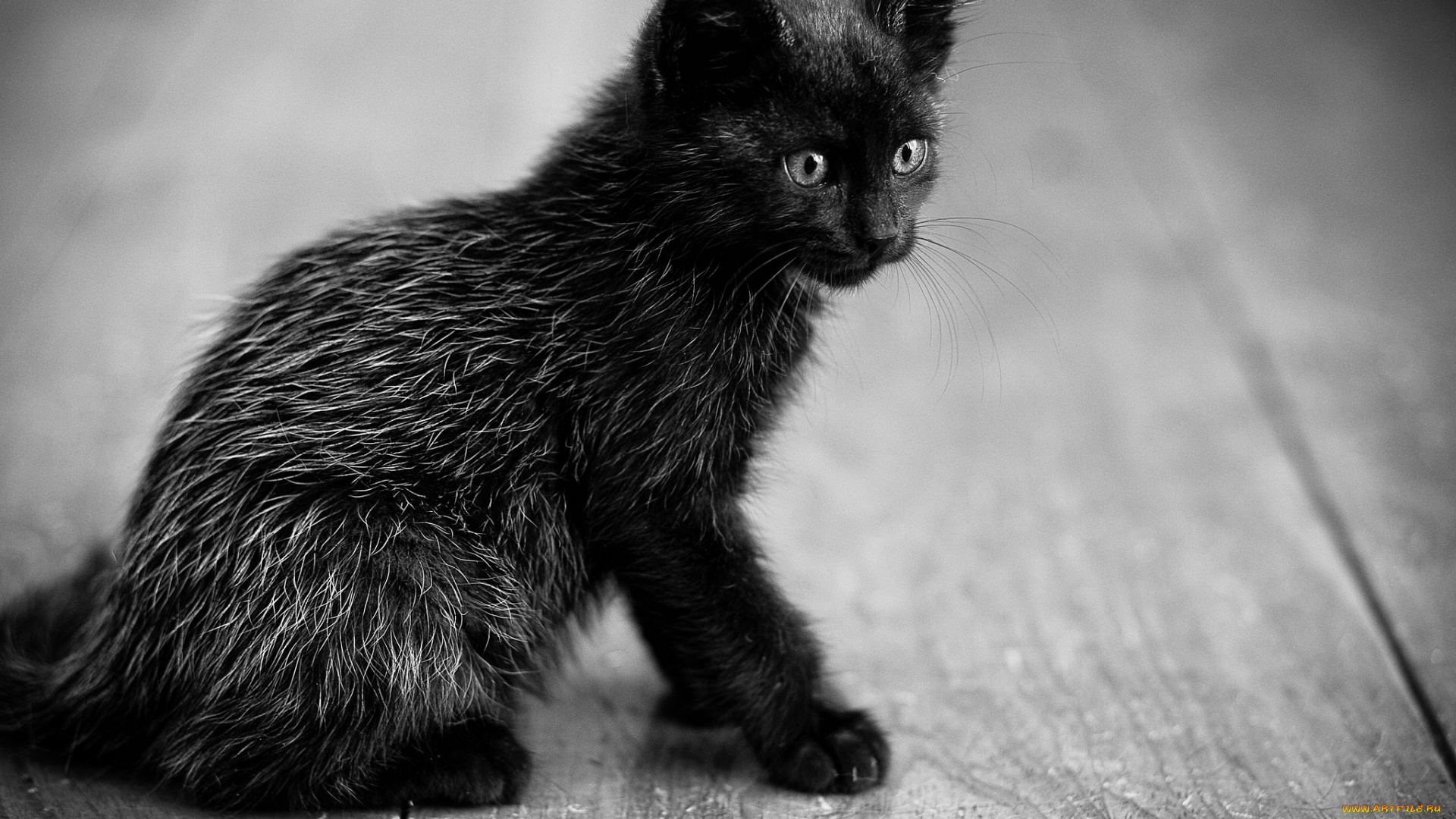 животные, коты, котейка