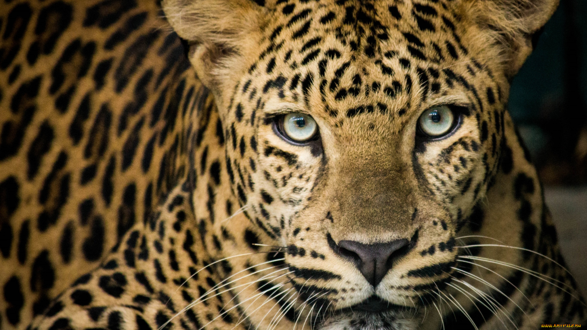 животные, леопарды, портрет