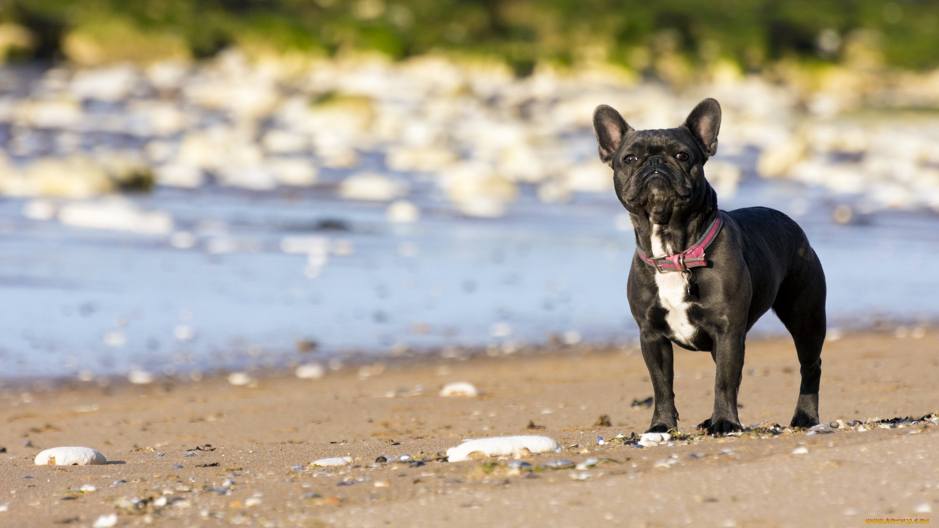 животные, собаки, french, bulldog