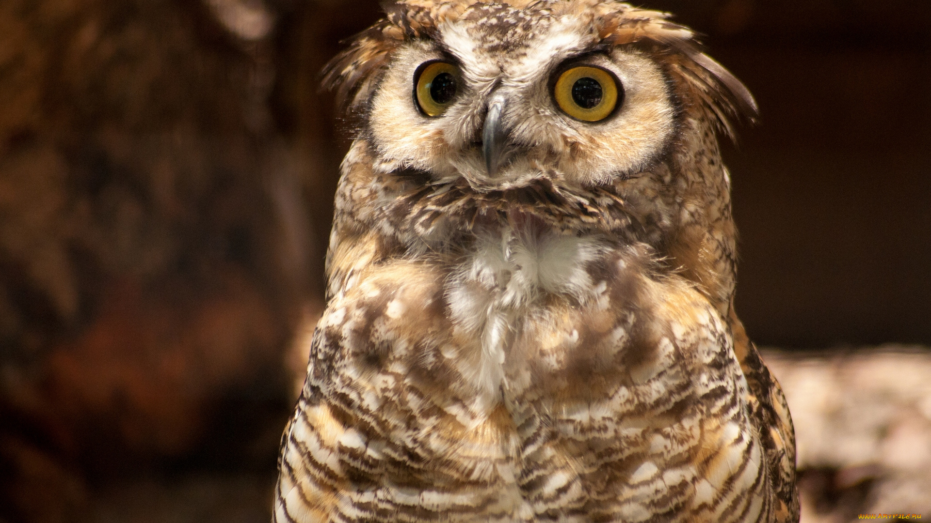 животные, совы, виргинский, филин