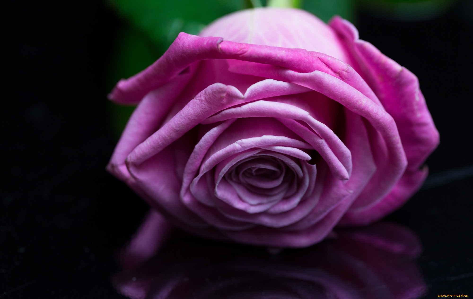 цветы, розы, лиловая