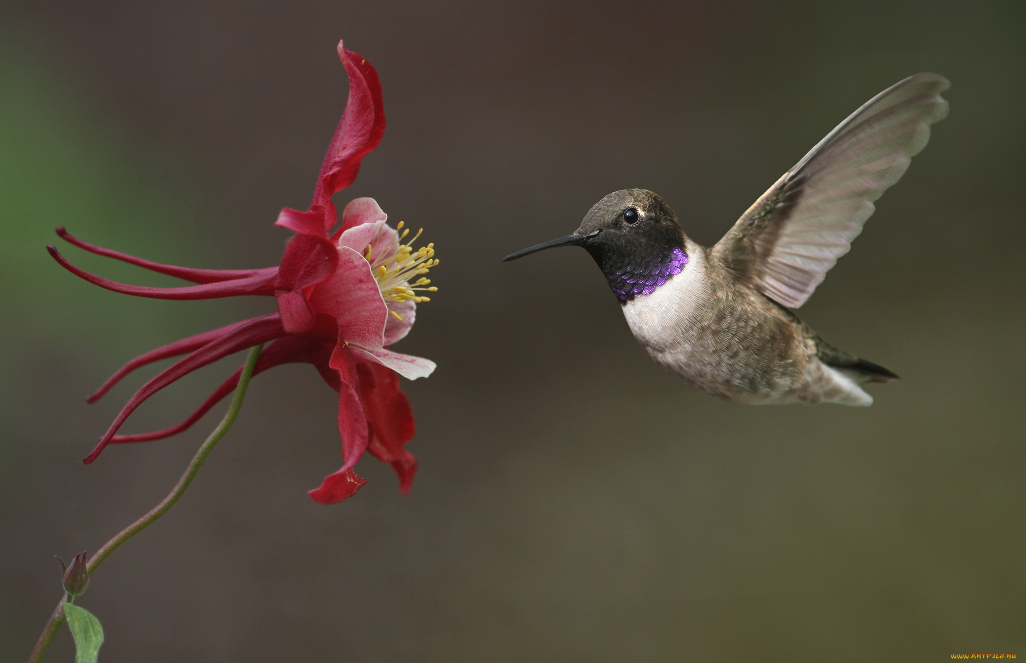 животные, колибри, аквилегия, кроха, полет
